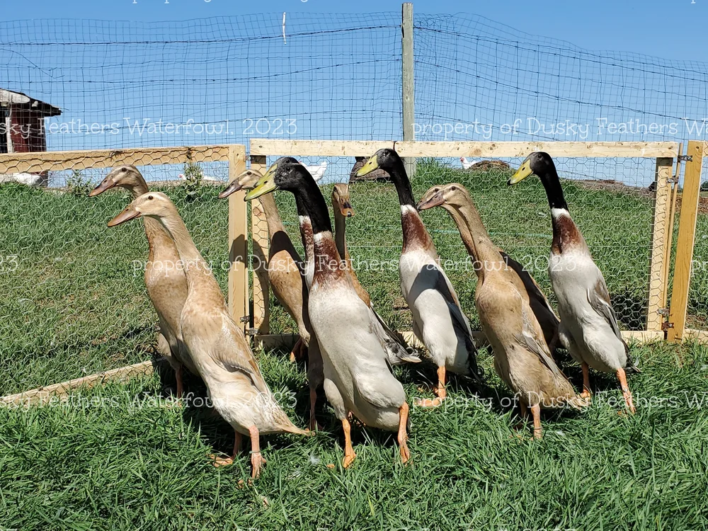 Dusky Feathers Waterfowl Apricot Trout Indian Runner Duck (project group)