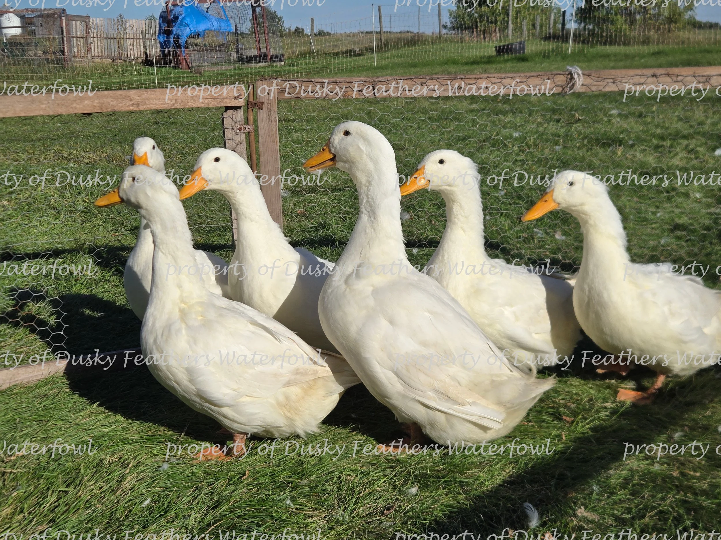 2026 watermark108.jpg