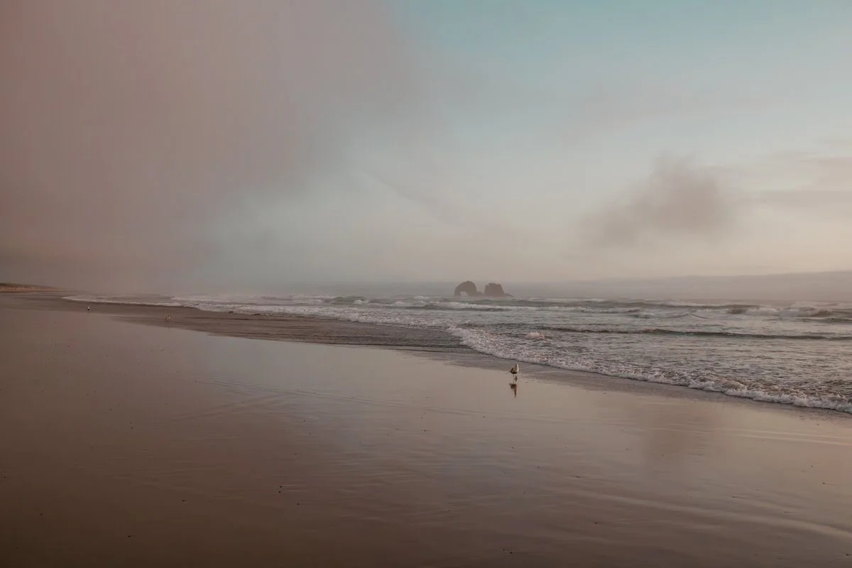 A Morning Walk With A Seagull 