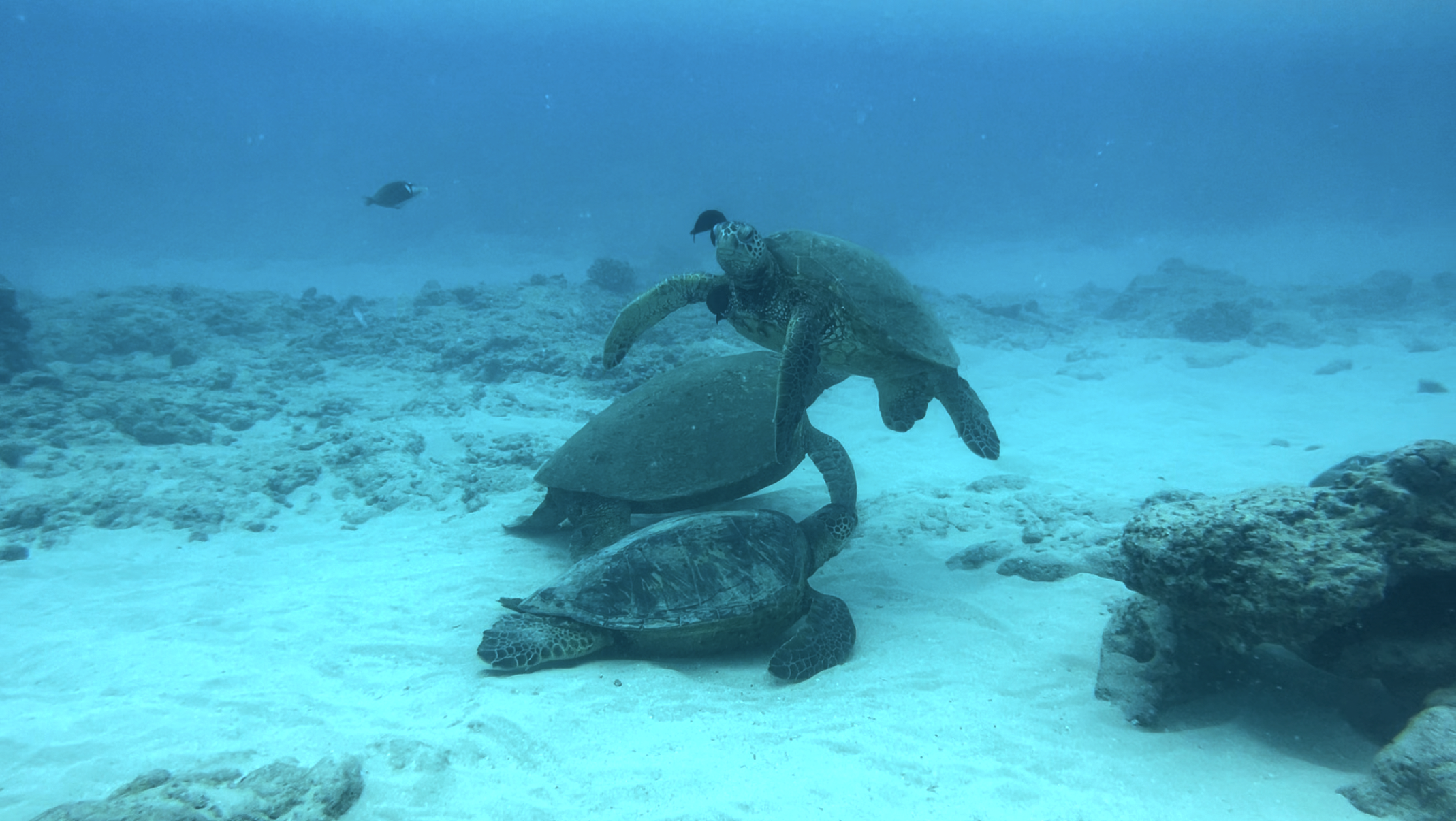 Shallow Reefs or Deep Wrecks? Why Every Dive Has Something to Teach You