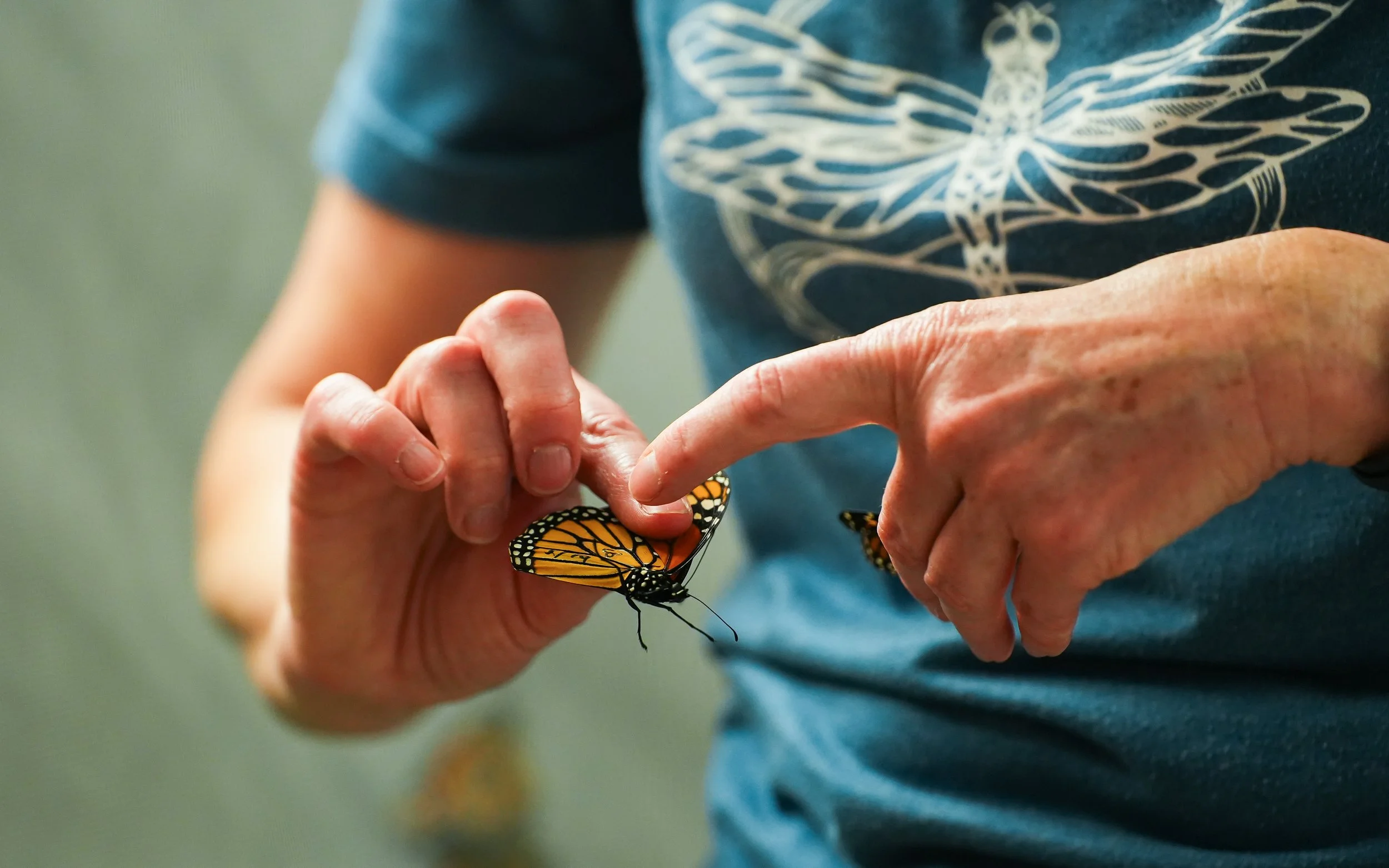20260529-Monarch Tracking-15.jpg