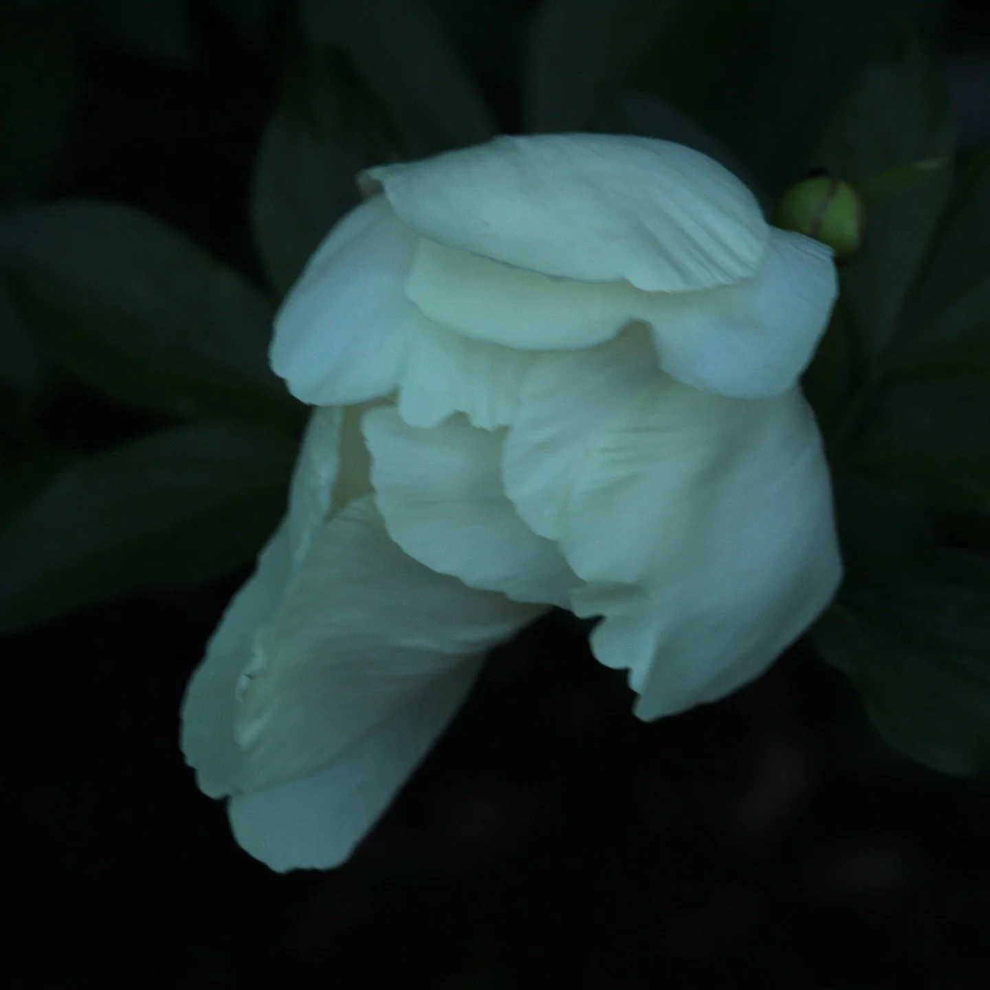 Botanic at dusk; magical, dark and romantic🌙🖤
.
.
#darkbotanical #duskphotography #darkfloral #romantic #darkbeauty
