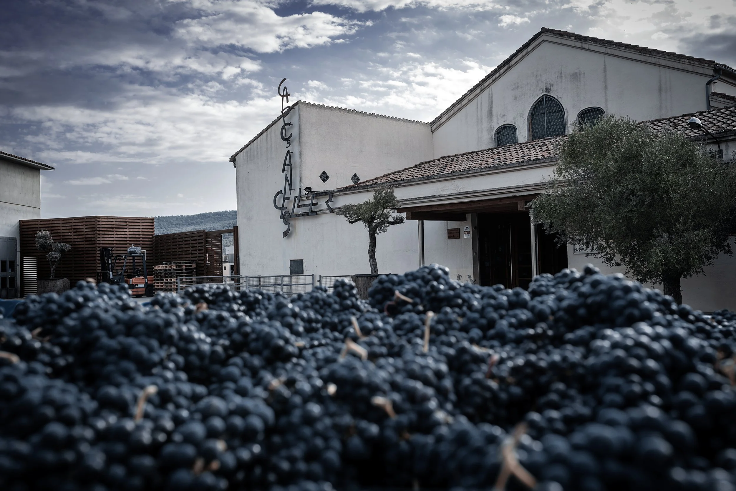 Celler de Capçanes organic kosher mediterranean priorat wine vin garnatxa garnacha grenache macabeu viura