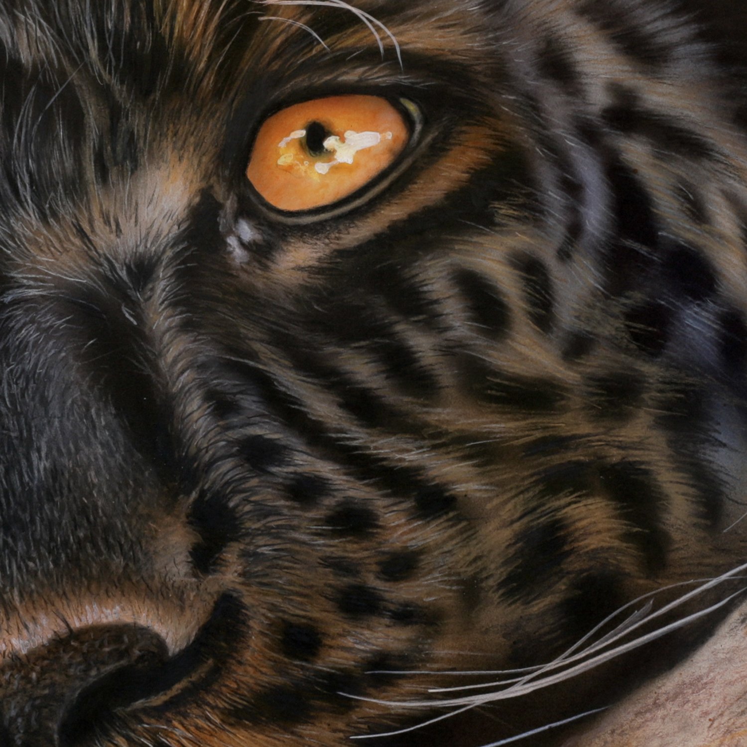 Black Jaguar detail 1.jpg