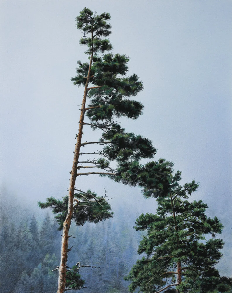 Pines in fog 2.jpg