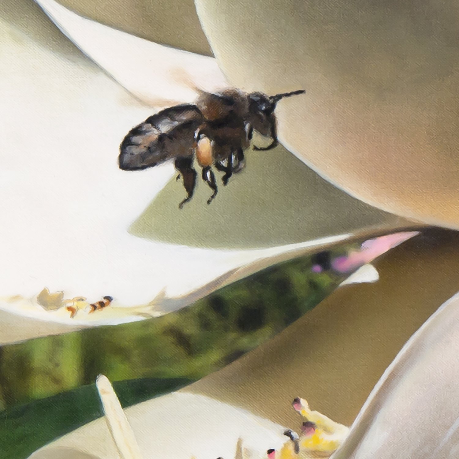 Magnolia-detail1.jpg
