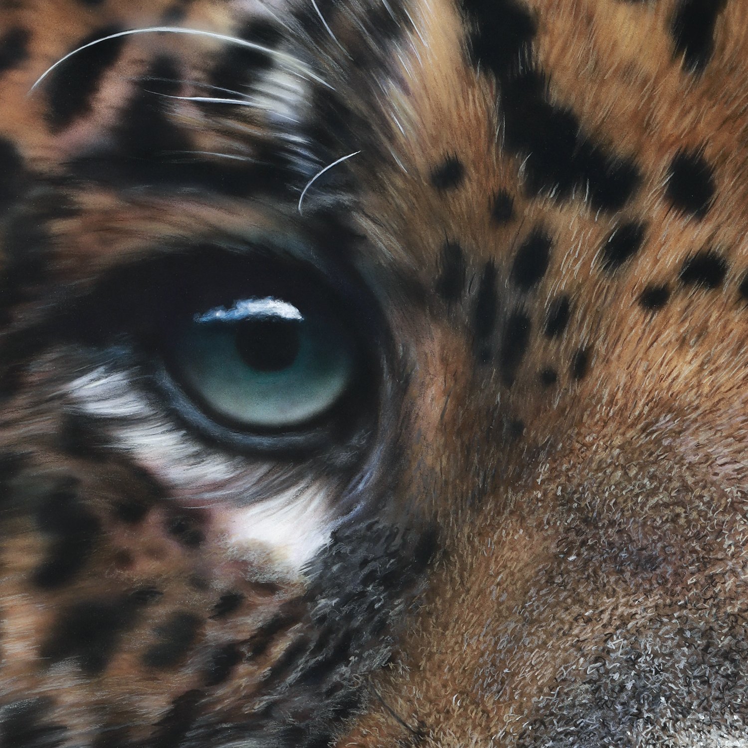 Panthera Onca-detail1.jpg