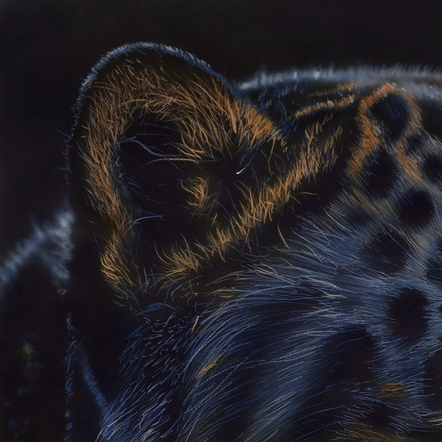 Silent Fire by Johannes Wessmark, a black panther portrait with amber eyes, faint spotted markings and blue highlights on dark fur.