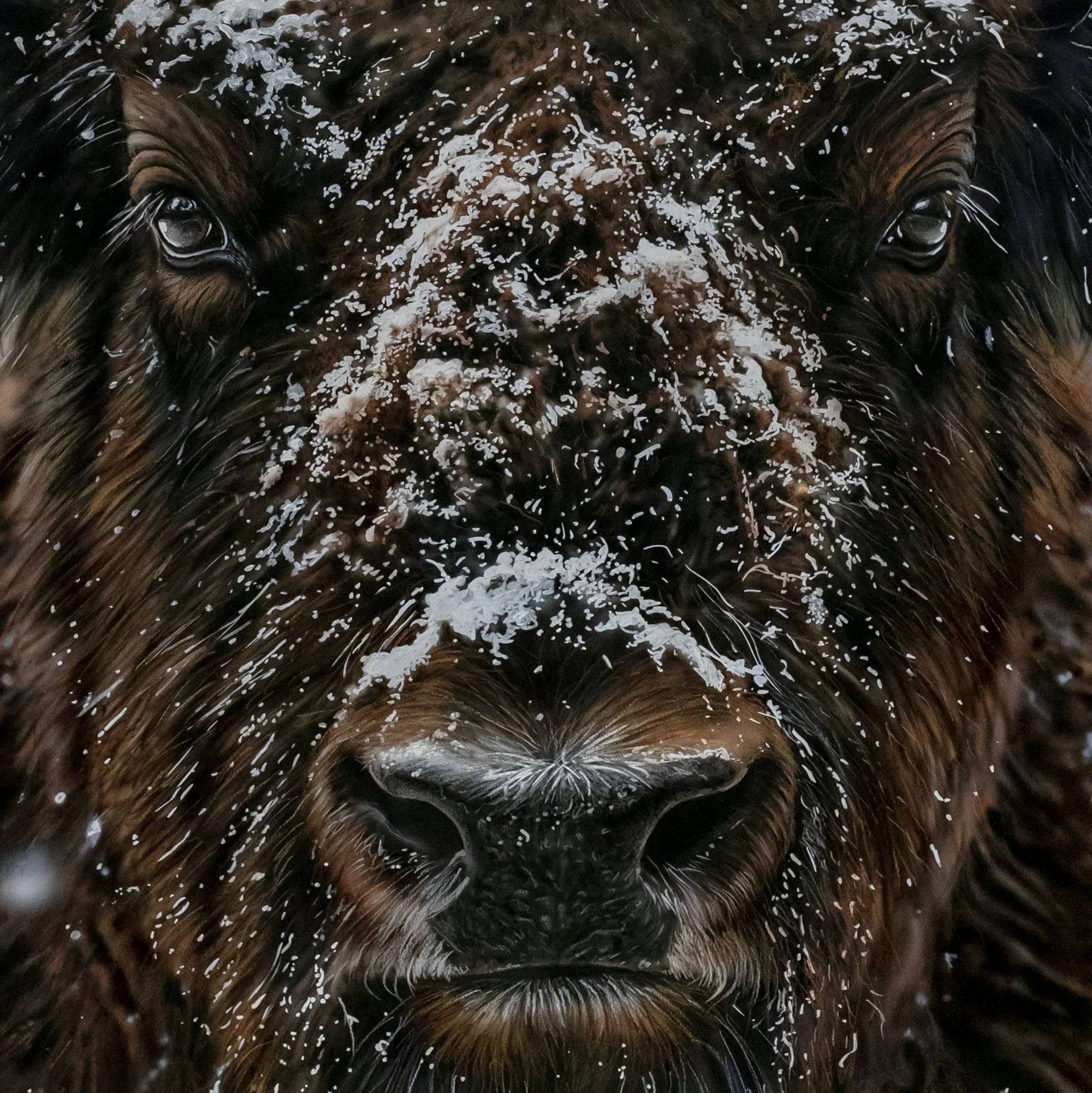 Hyperrealistic painting of a bison facing the viewer, with snow-covered brown fur and curved horns against a dark blue-grey background.