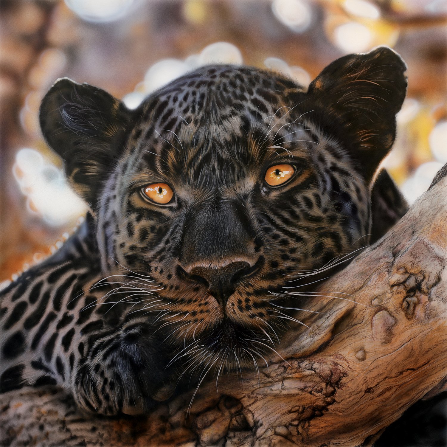 Black Jaguar.jpg