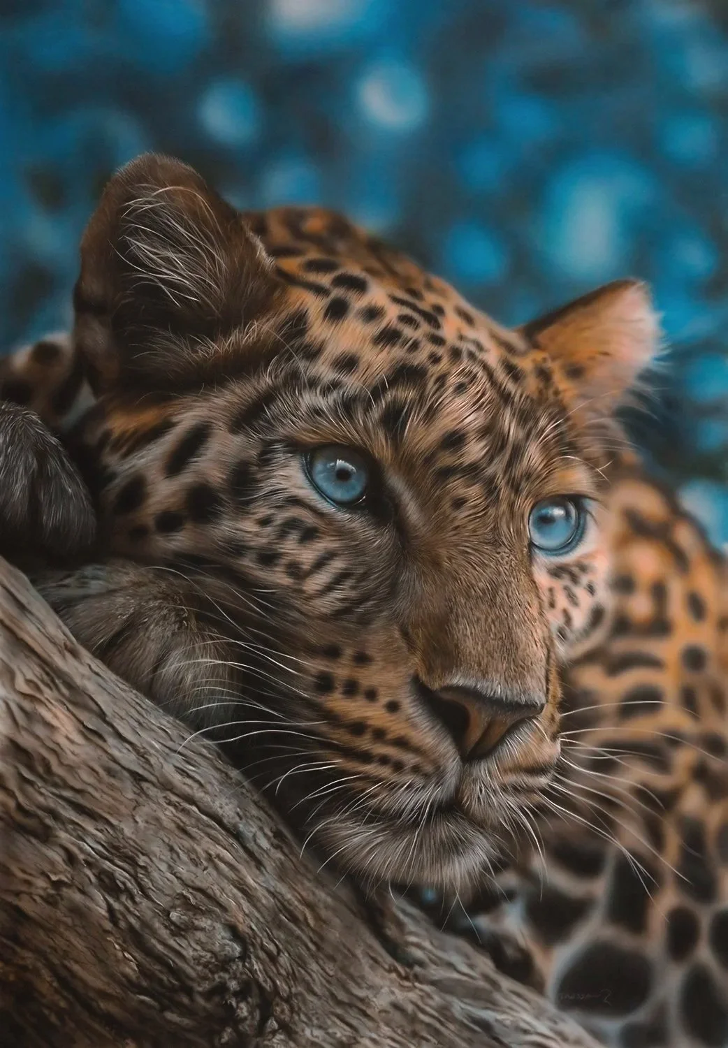 Blue Eyed Leopard