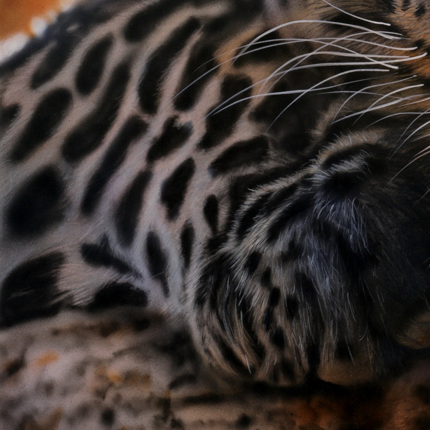 Black Jaguar detail 2.jpg