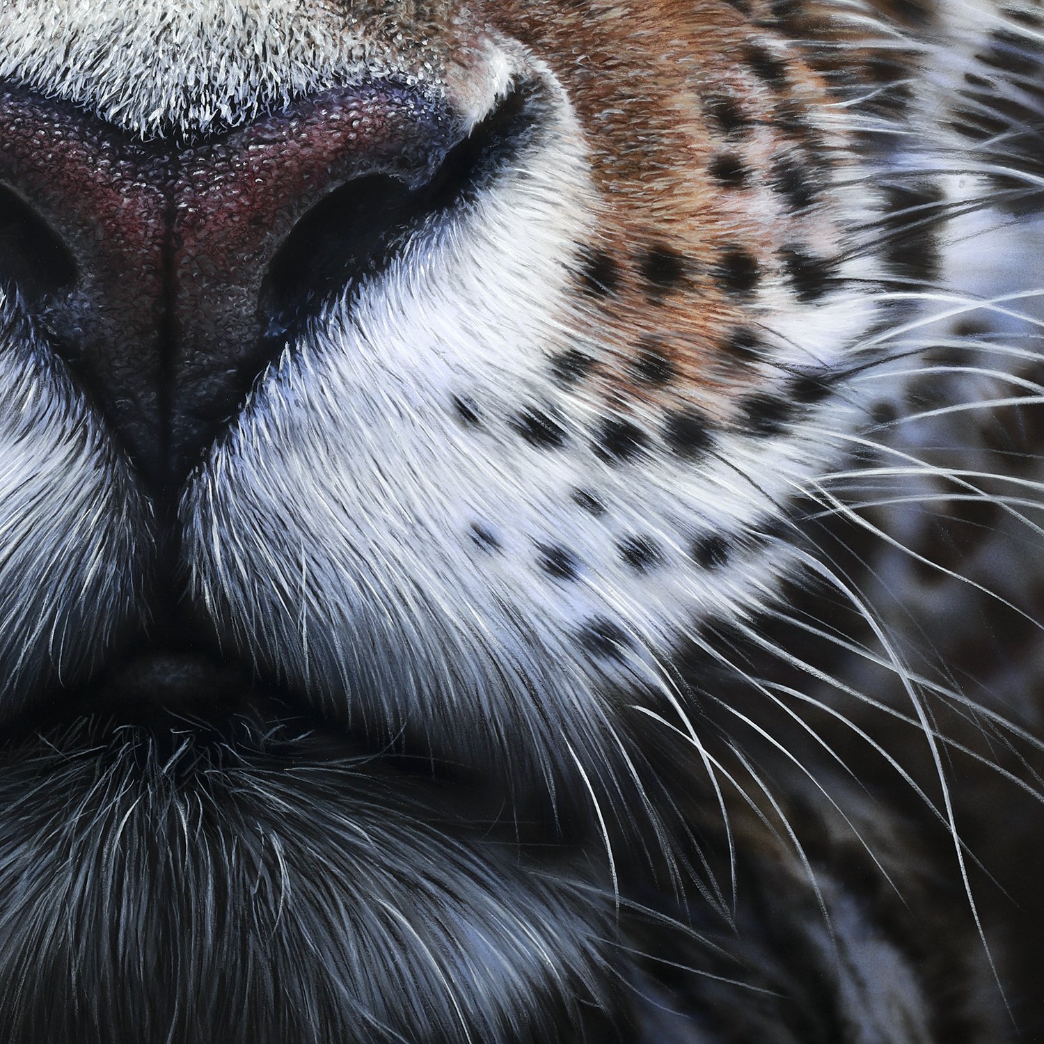 Panthera Onca-detail2.jpg