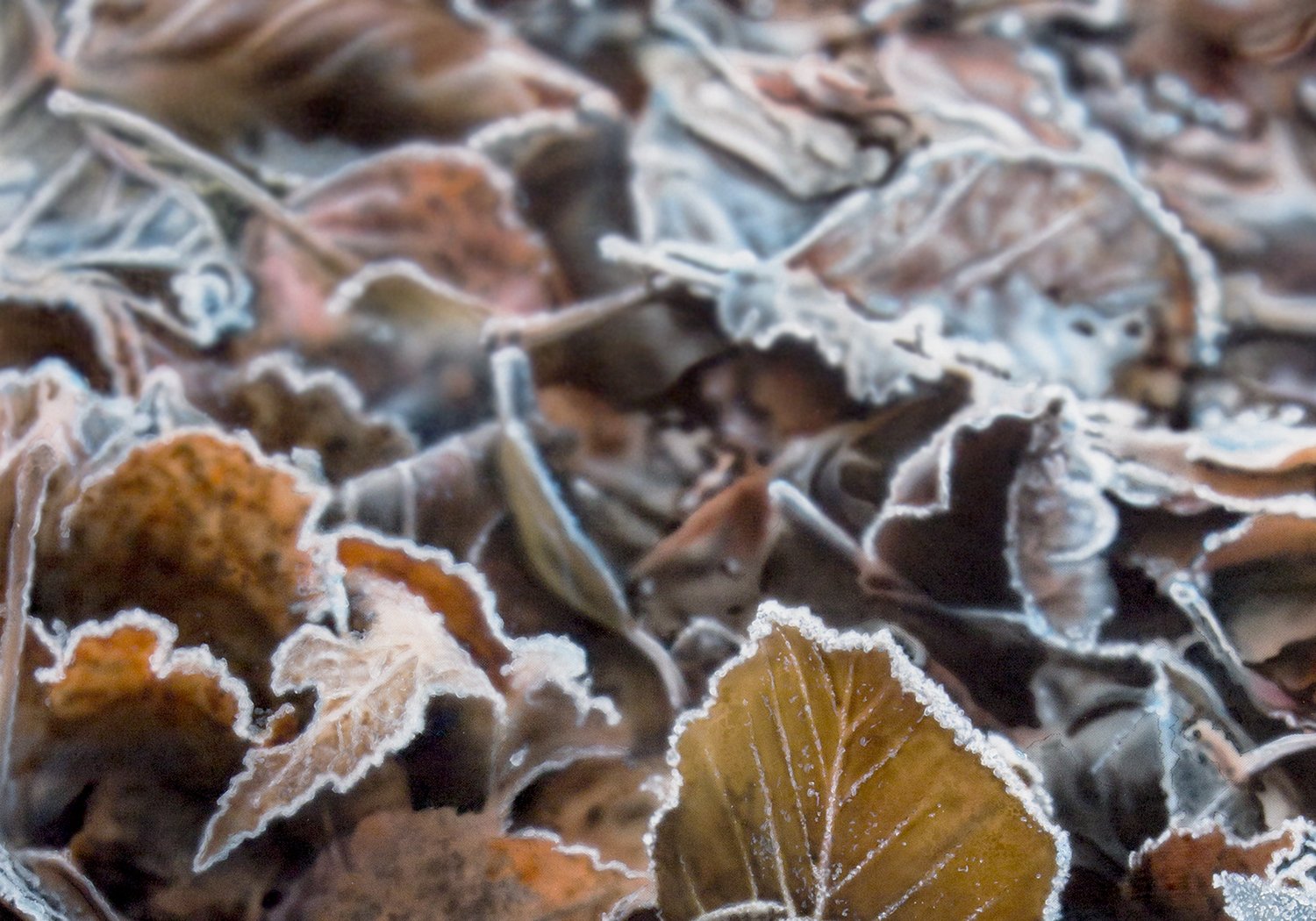 A crispy day-detail 1.jpg