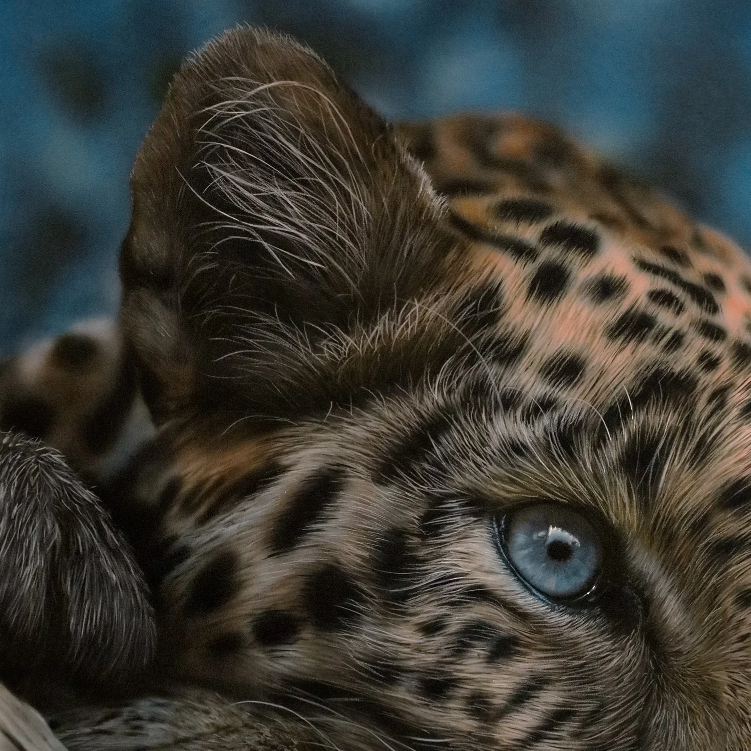 Blue eyed Leopard-detail1.jpg