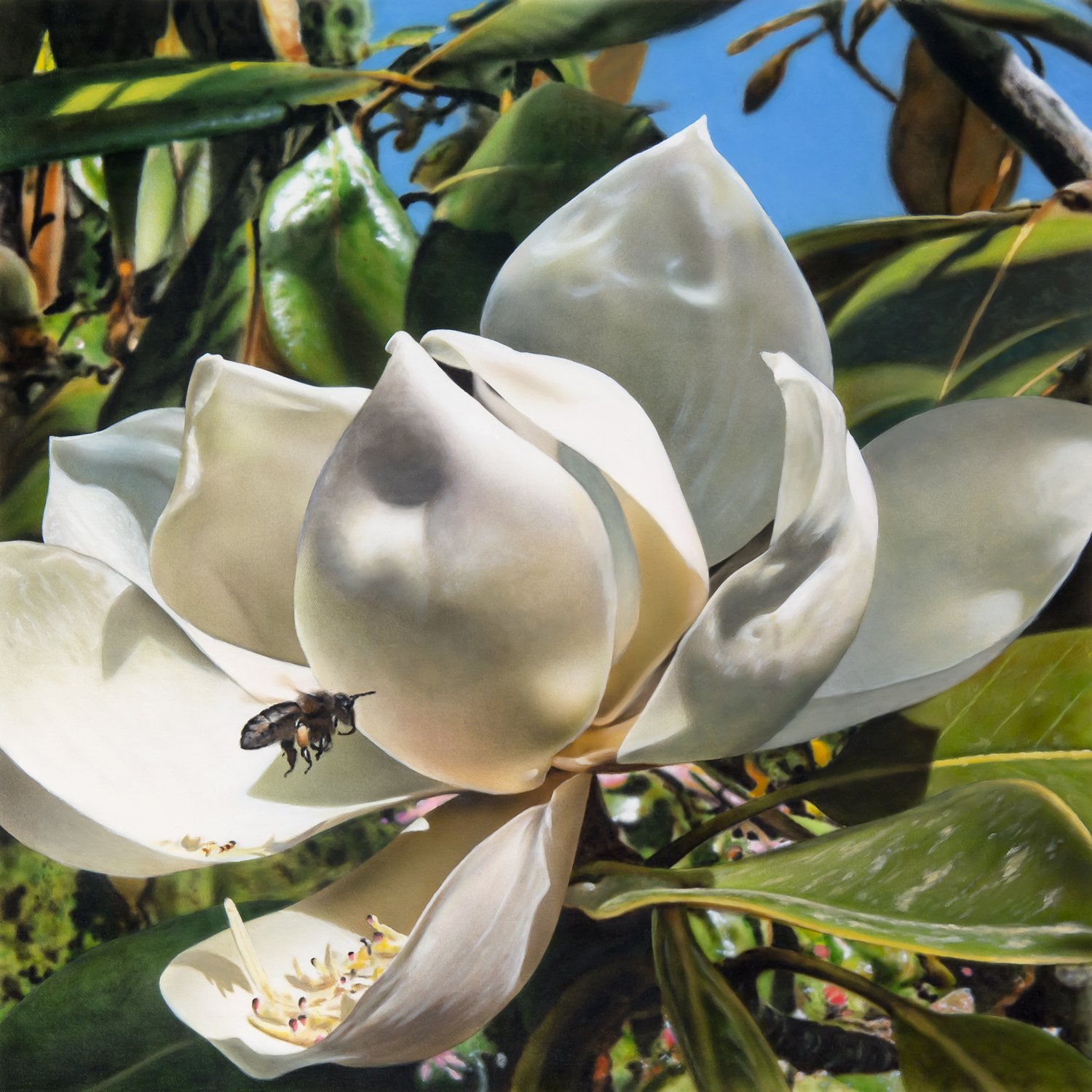 Magnolia.jpg