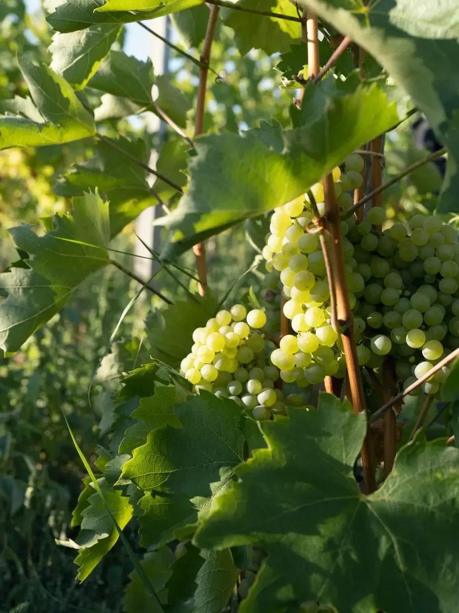 ©SonjaPriller_furmint_DSF7743.webp