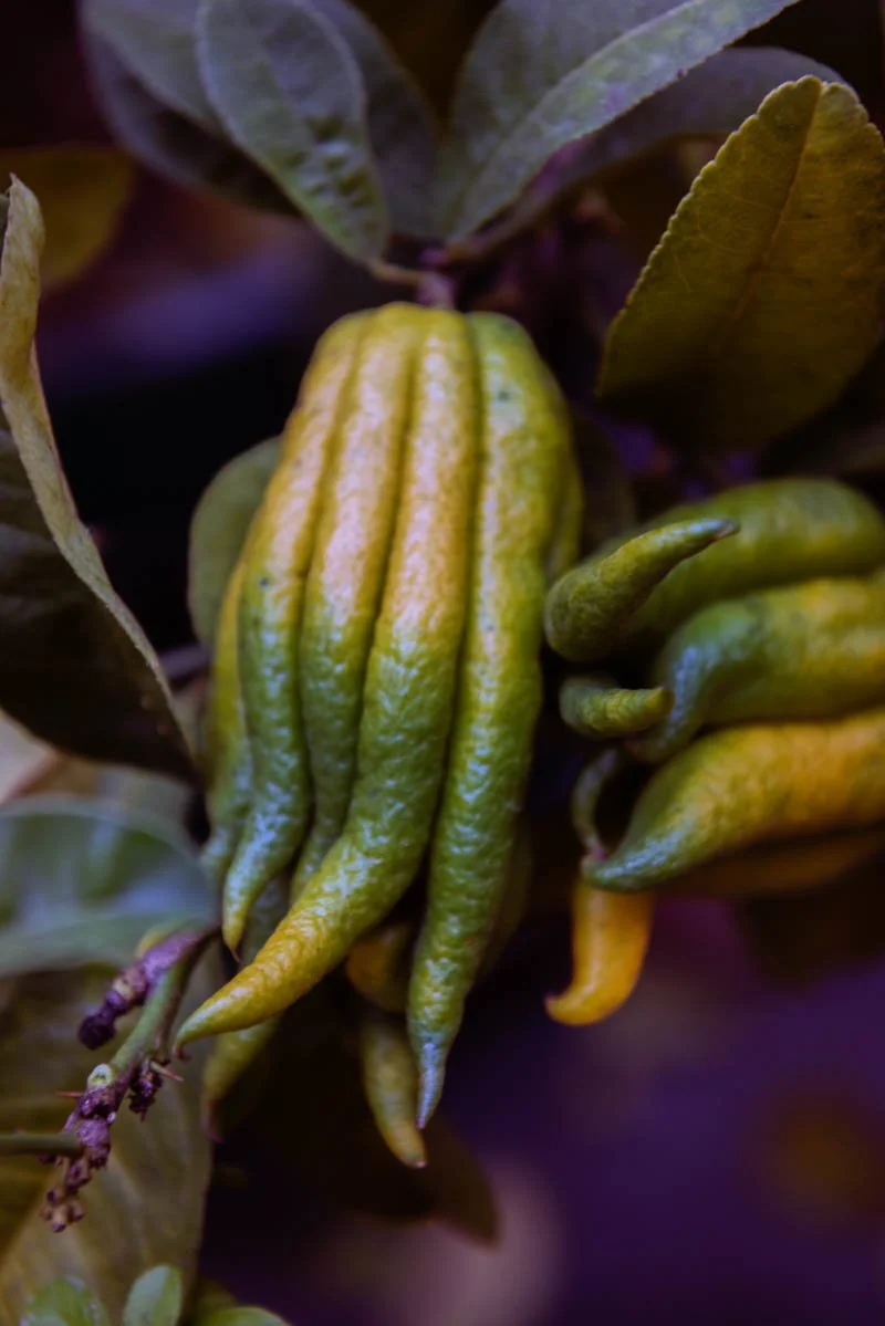 Buddhas Hand – gefingerte Zitronatzitrone mit ihren länglichen, gelben Fruchtfingern