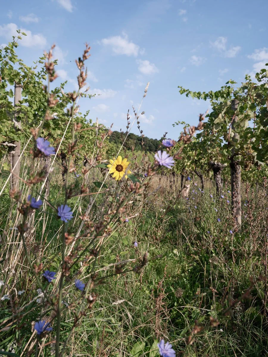©SonjaPriller_DSF8590-1.jpg