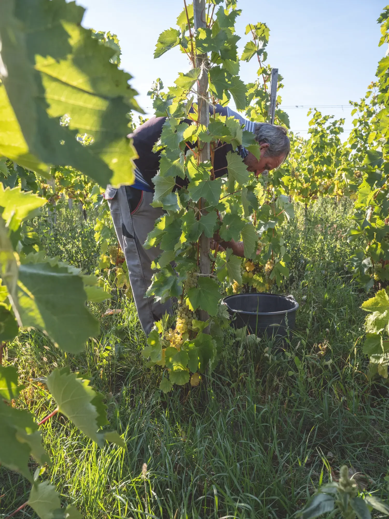 Weinlese im Herbst – Naturfotografie im Weinbau