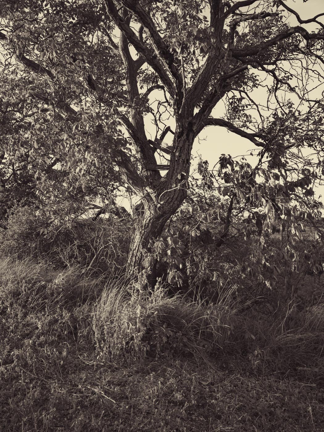 ©SonjaPriller_OLD-TREE-7377.jpg