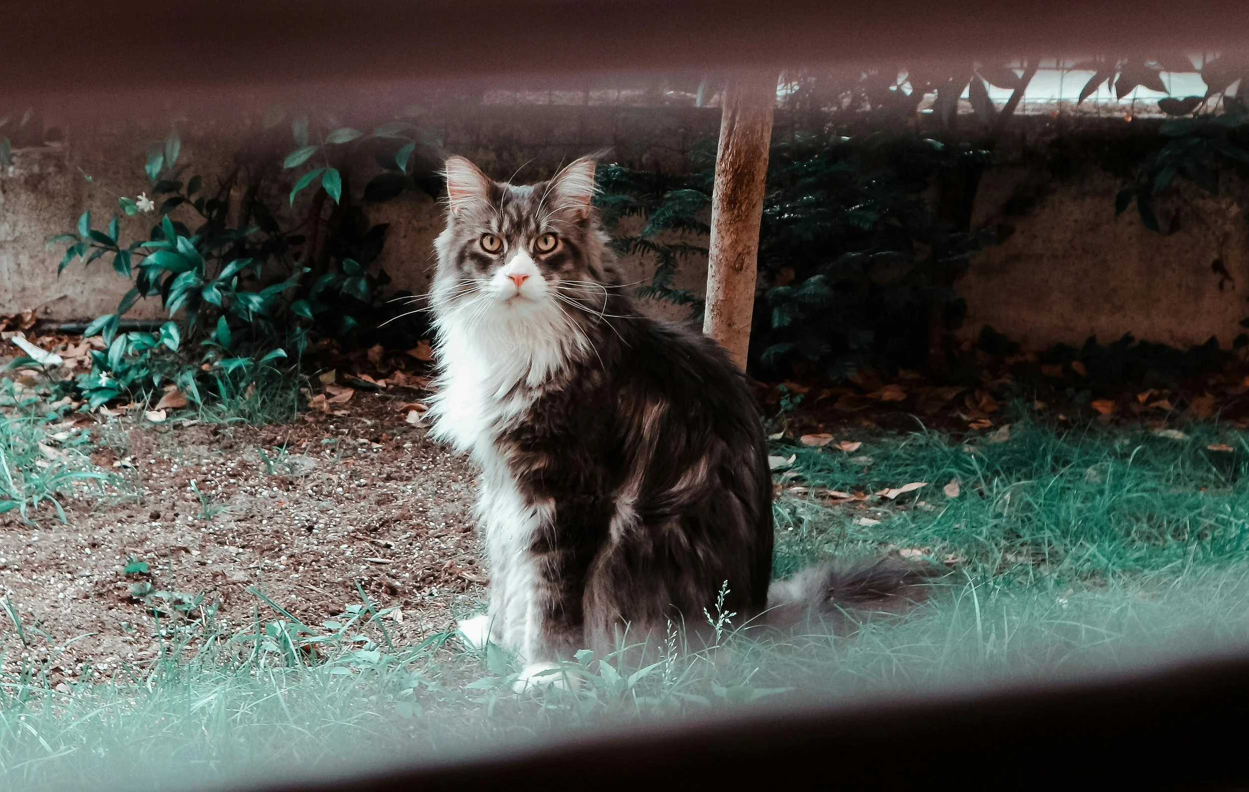 “Zomer? Dan maar kaal!” – Waarom scheren géén verfrissing is voor je kat