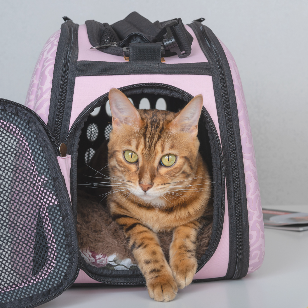 Hoe krijg ik mijn kat in de reismand? (zonder stress)