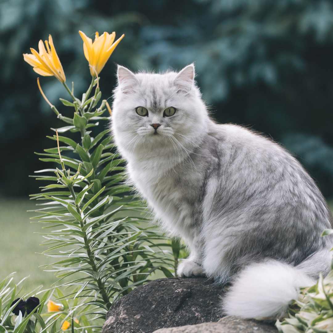 🐾 Ras van de maand: Brits Langhaar