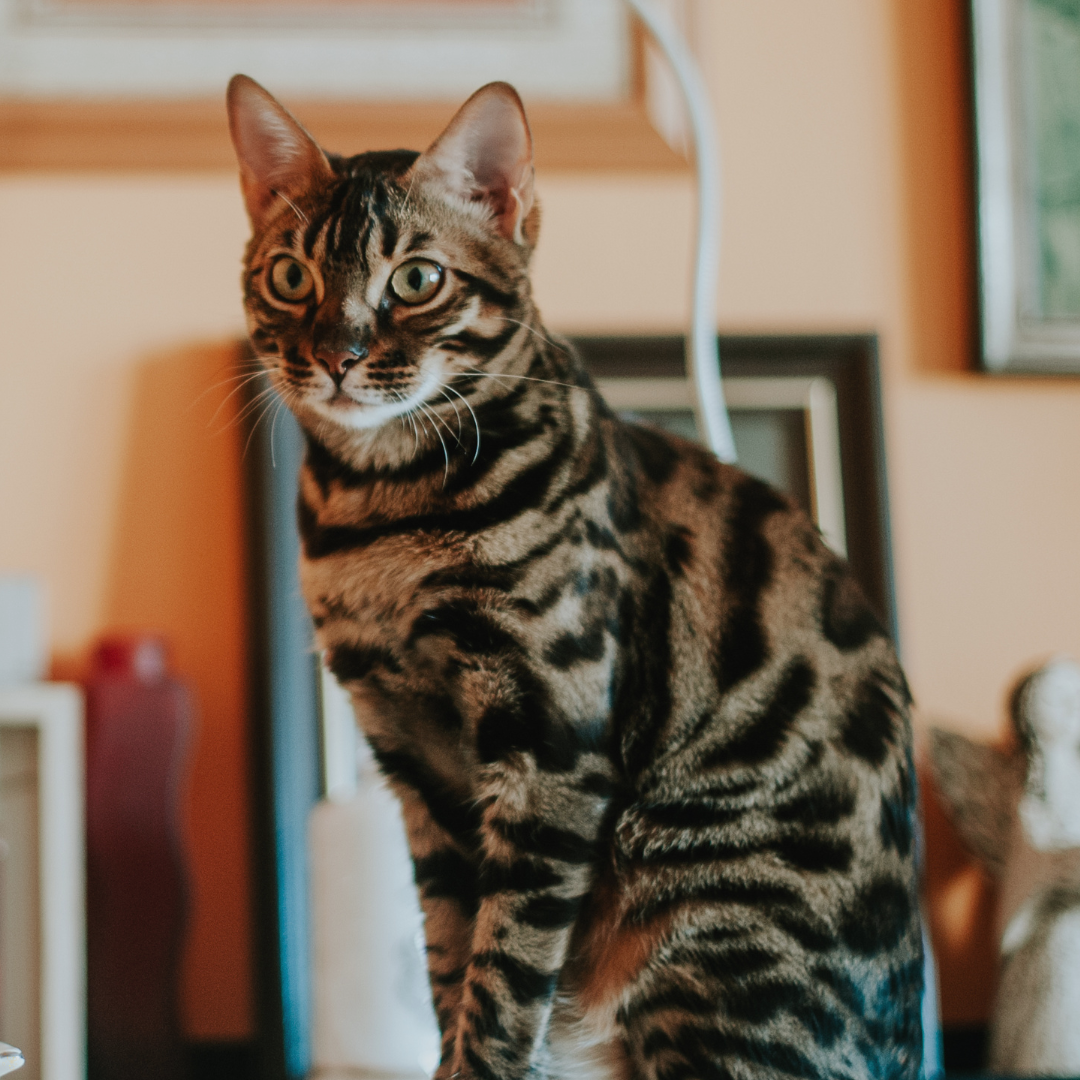 🐾 Ras van de maand: De Bengaalse kat