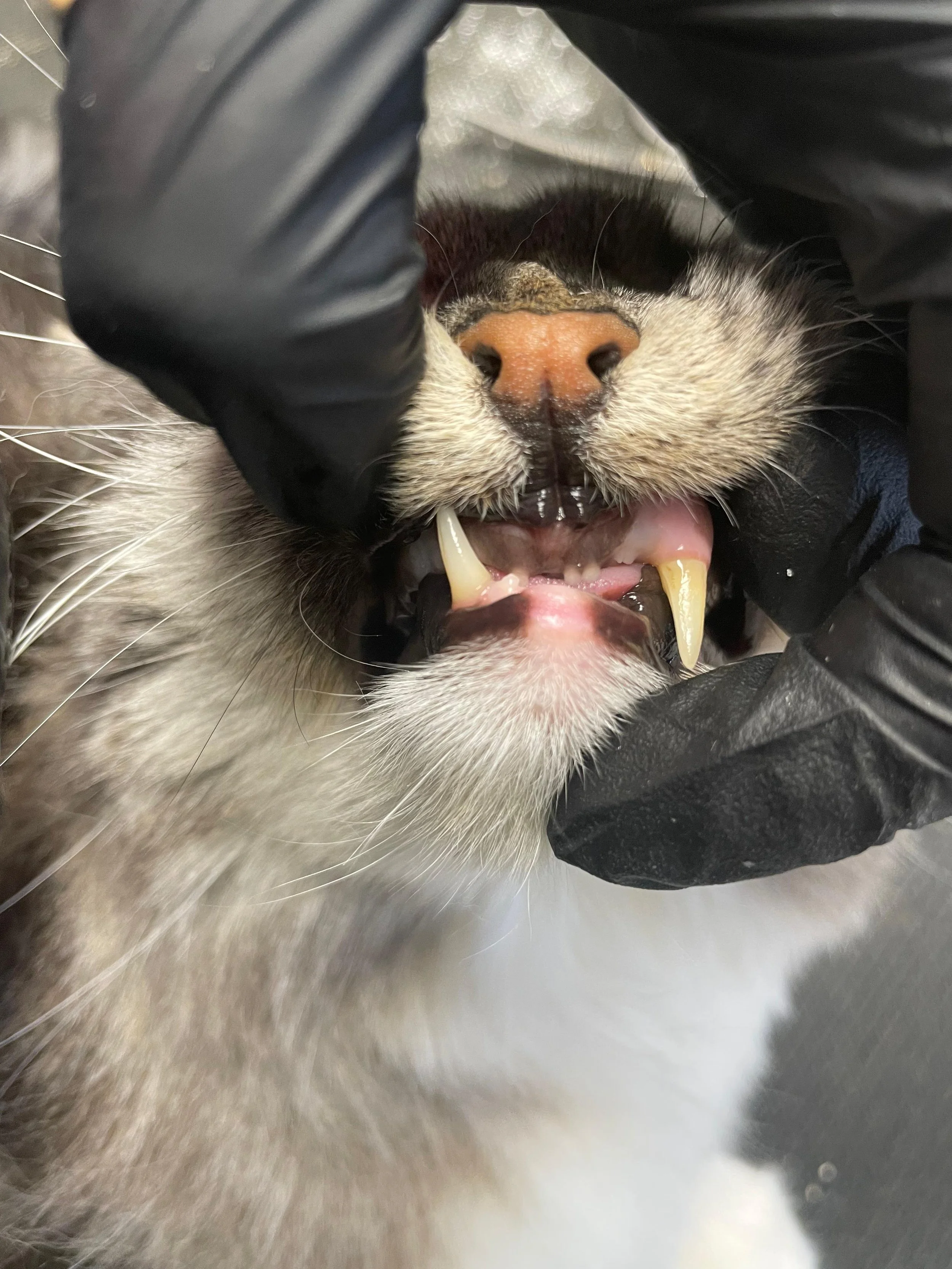 Februari: maand van de gebitsverzorging 🦷 