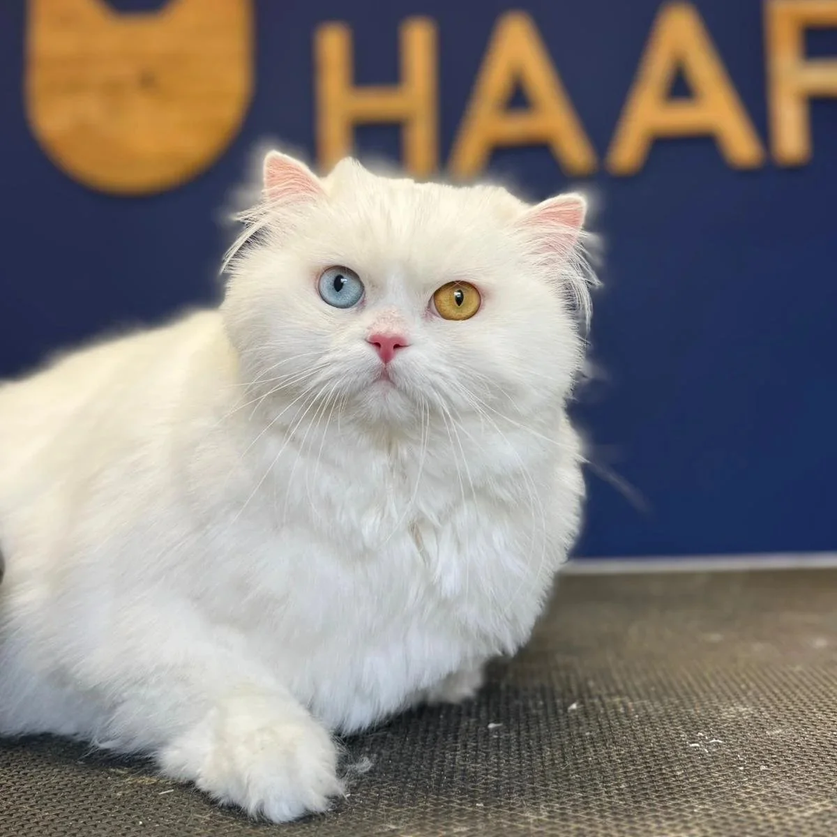 Ras van de maand: Turkse Angora 🐾