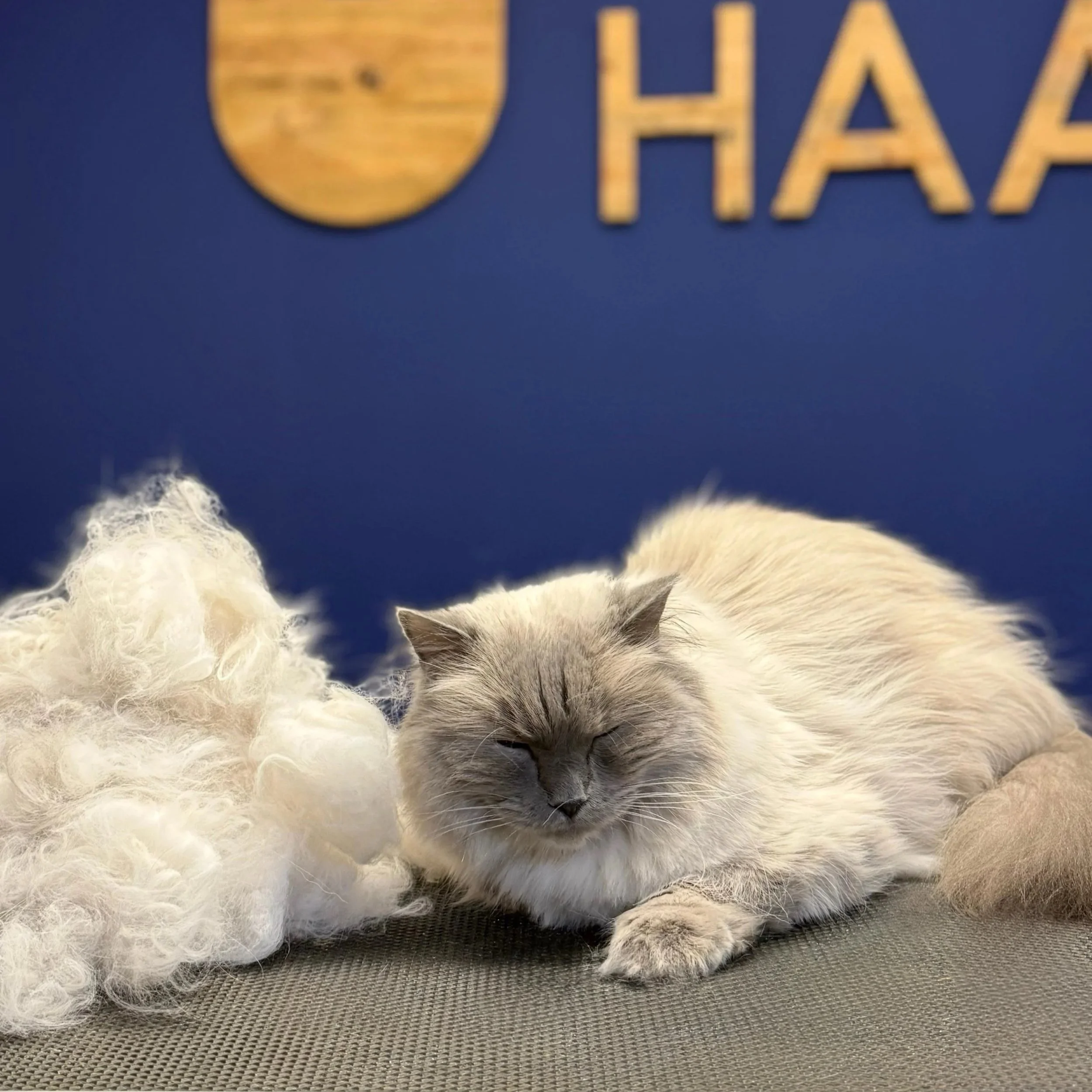 🐾 Ras van de maand: de Ragdoll