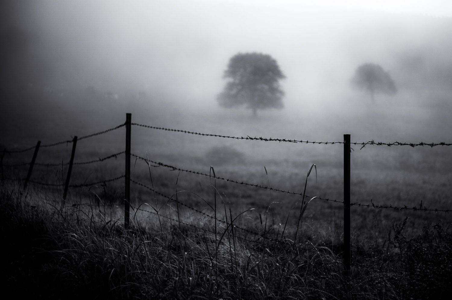 silent tree /2