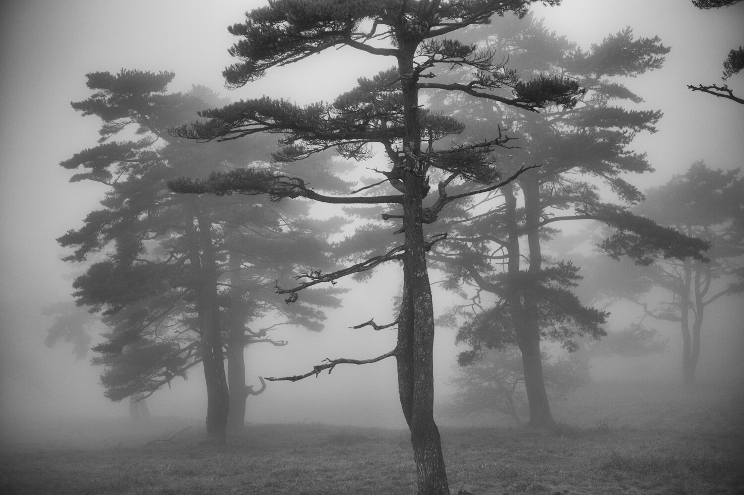Yatsugatake /17