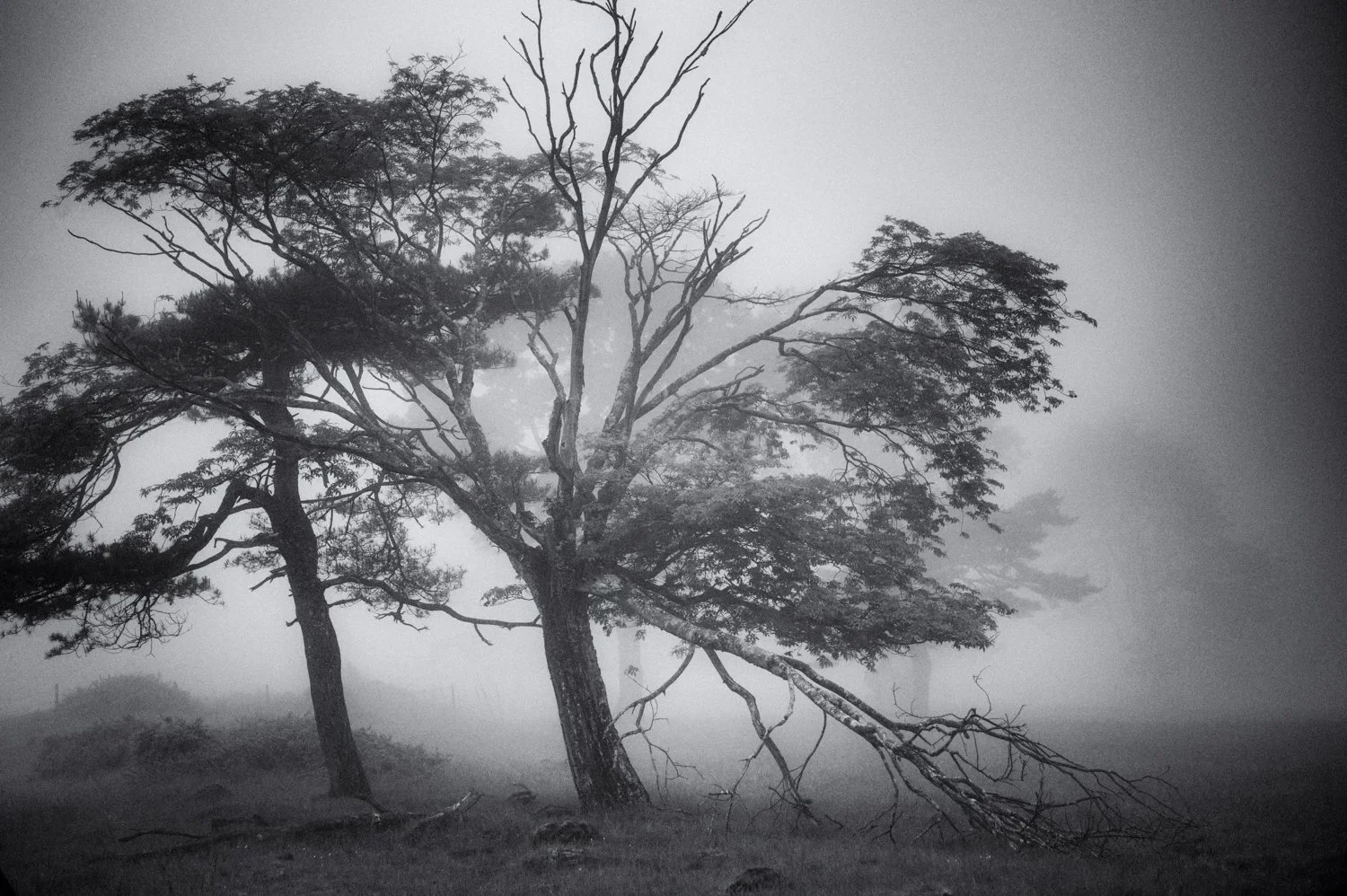 Yatsugatake: in the fog...