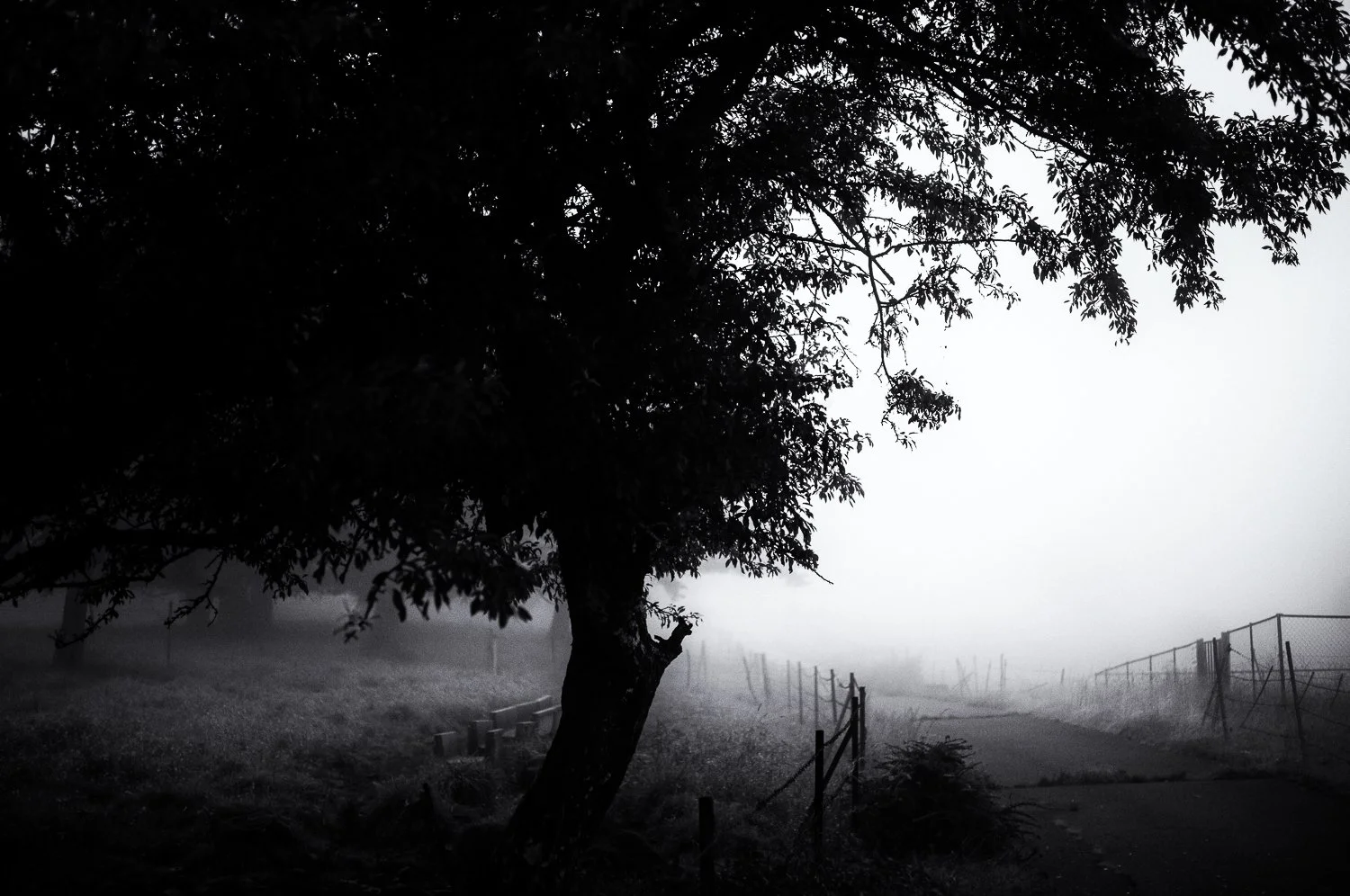 walking in the fog /3