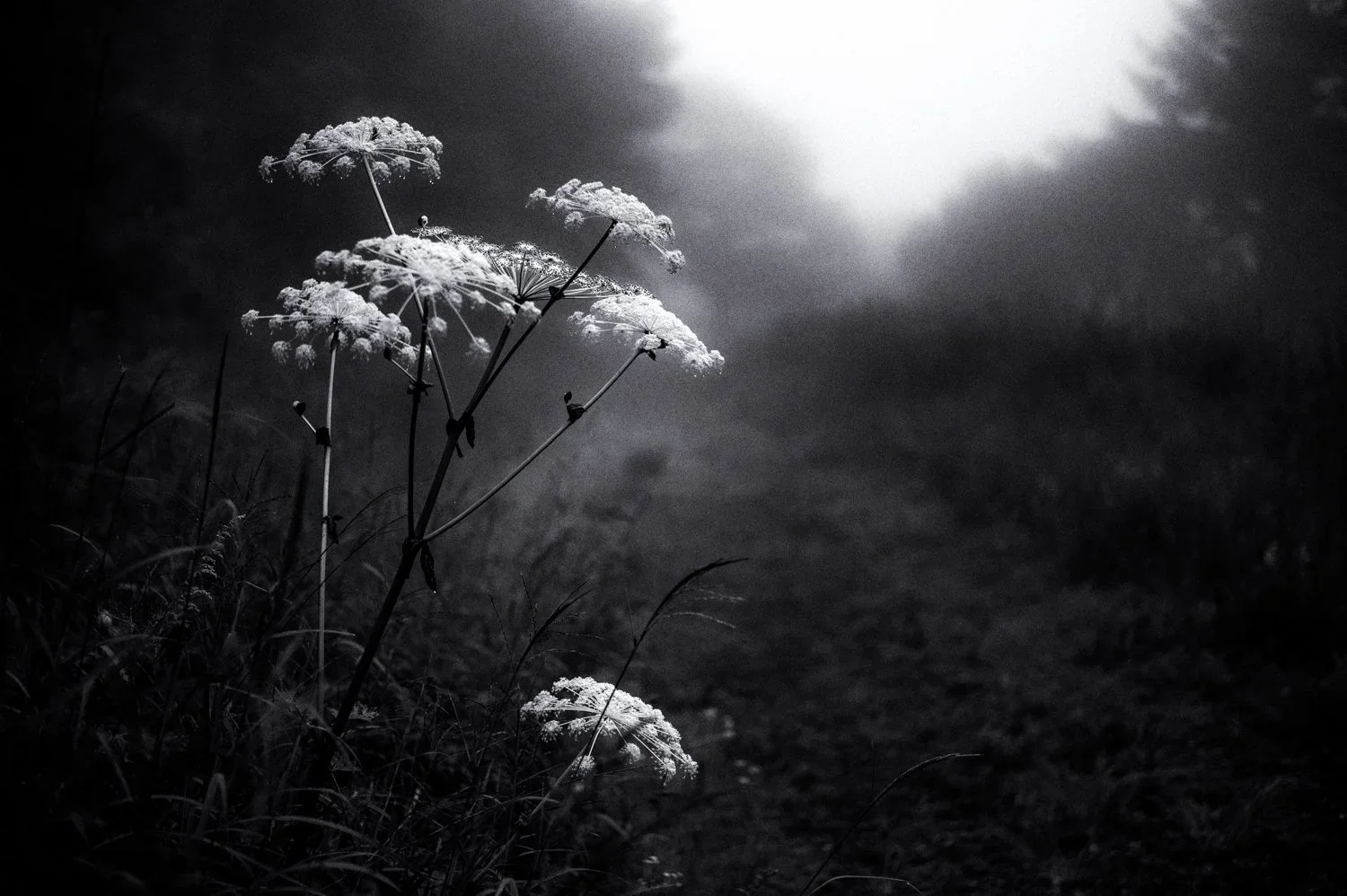 (beautiful forest) trail