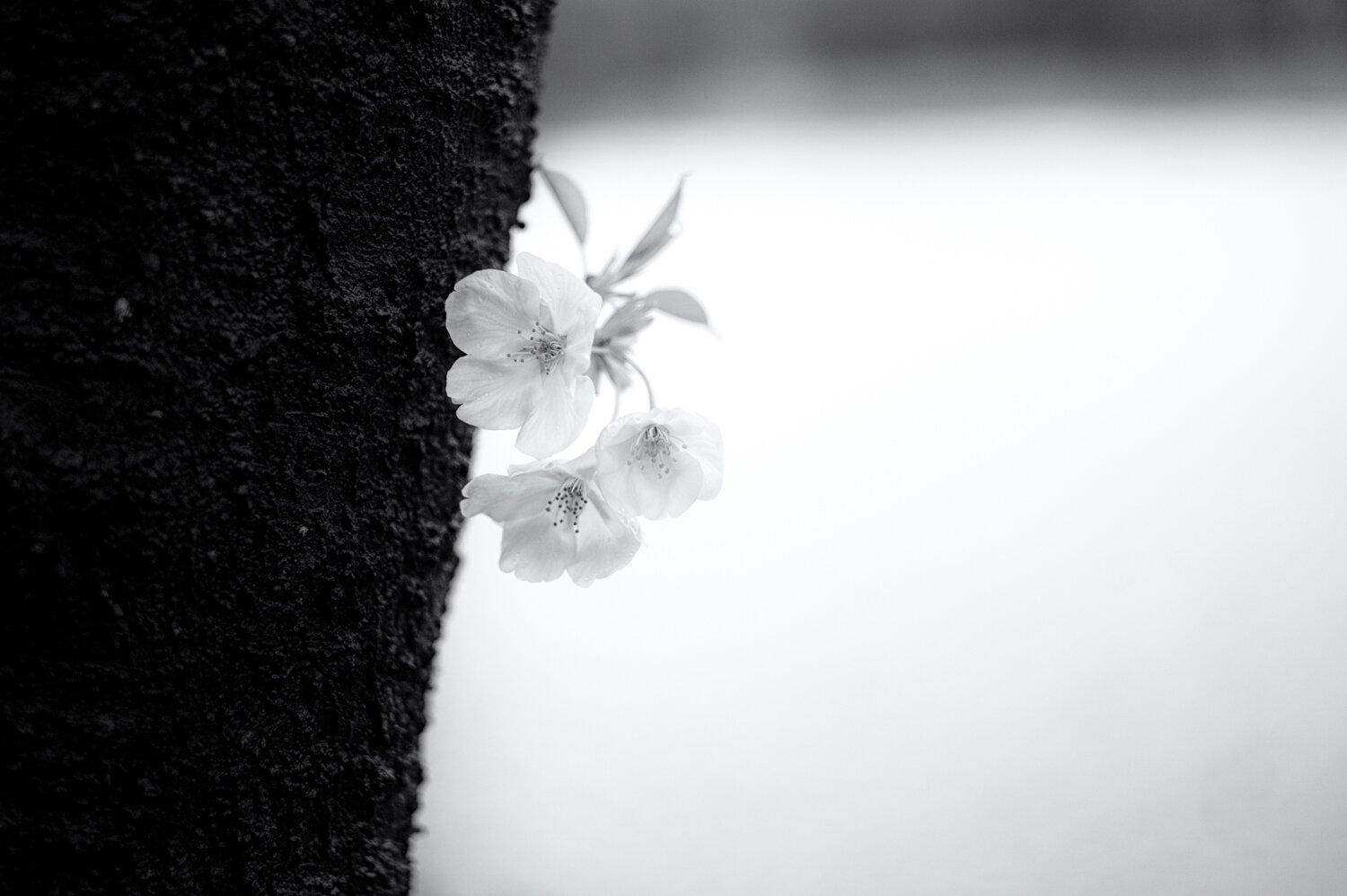 Tokyo, Ueno /1