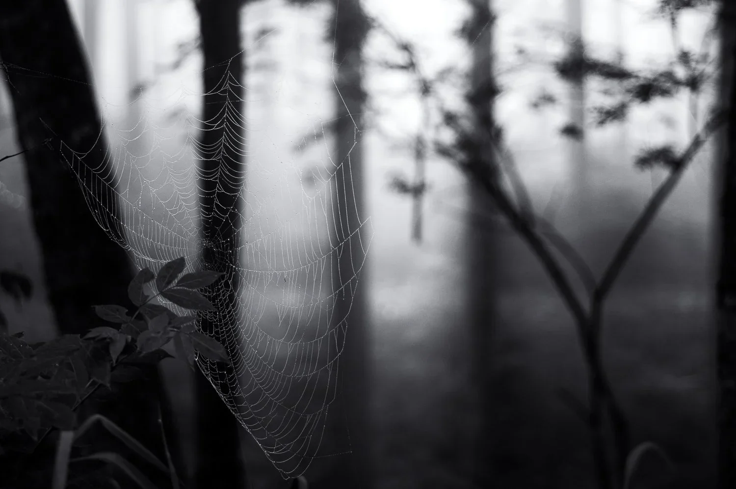 my neck of the woods