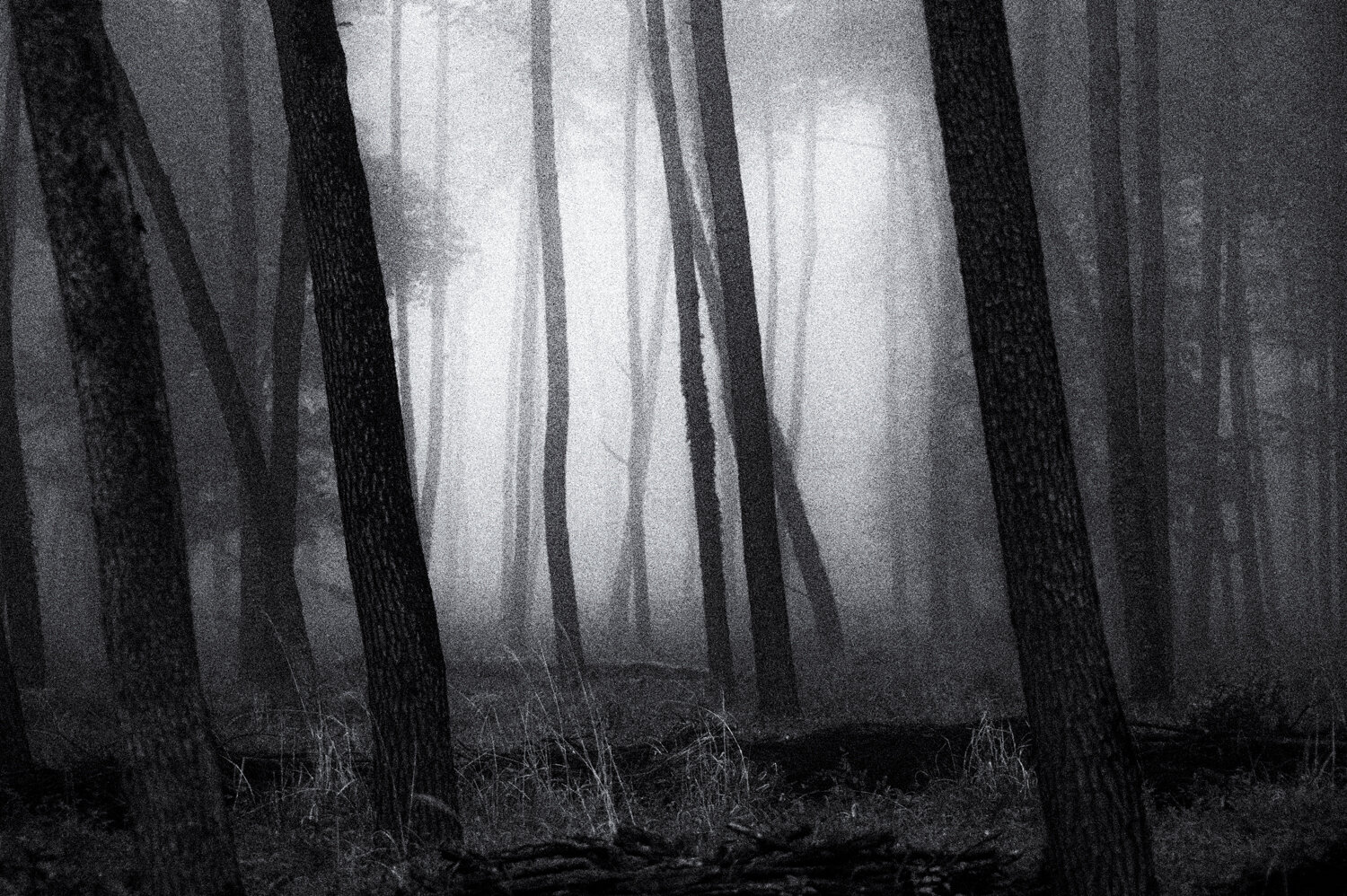 Yatsugatake: magic fog /37 'Walking Trees'
