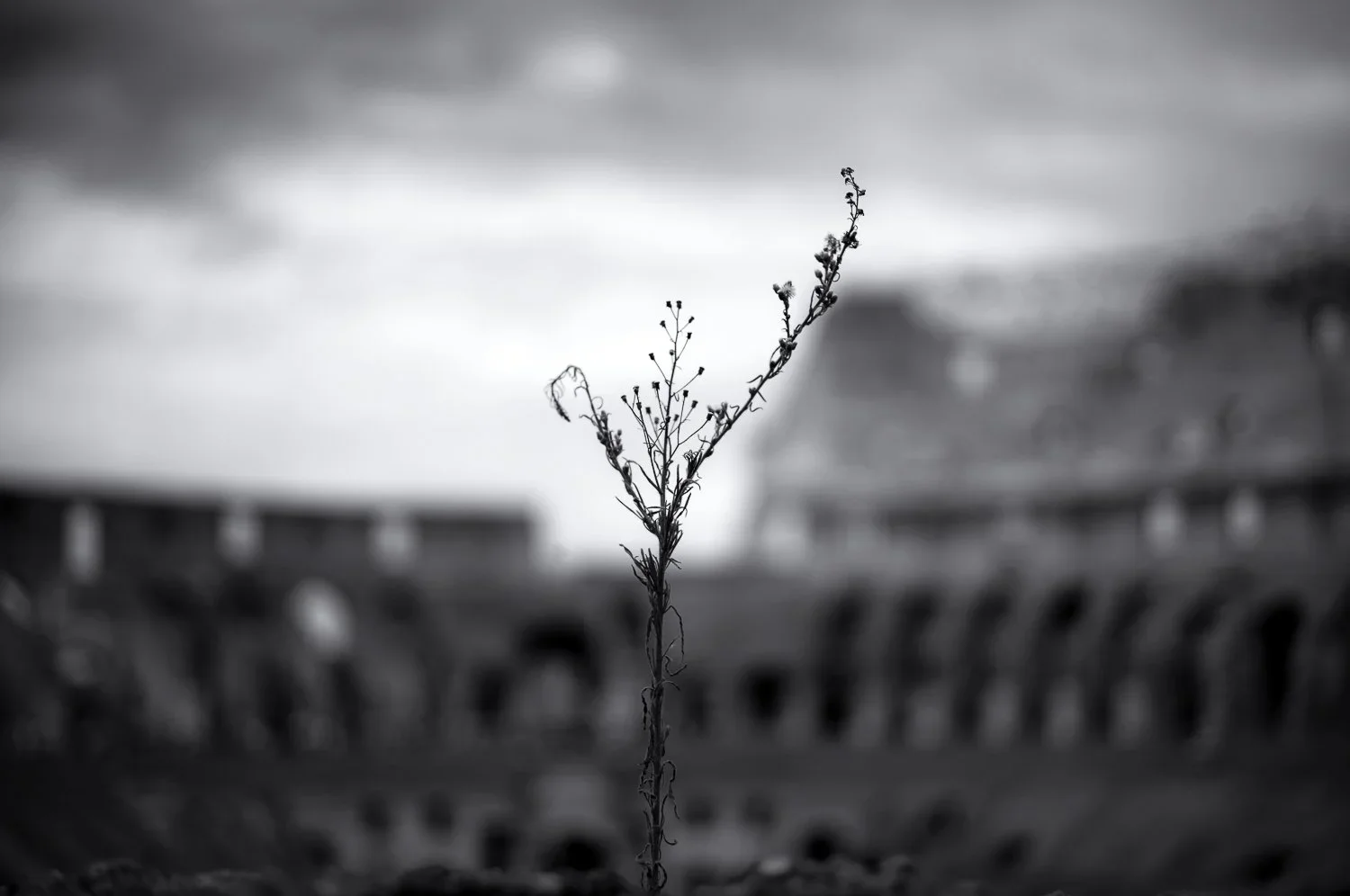 Colosseum, Rome, Italy