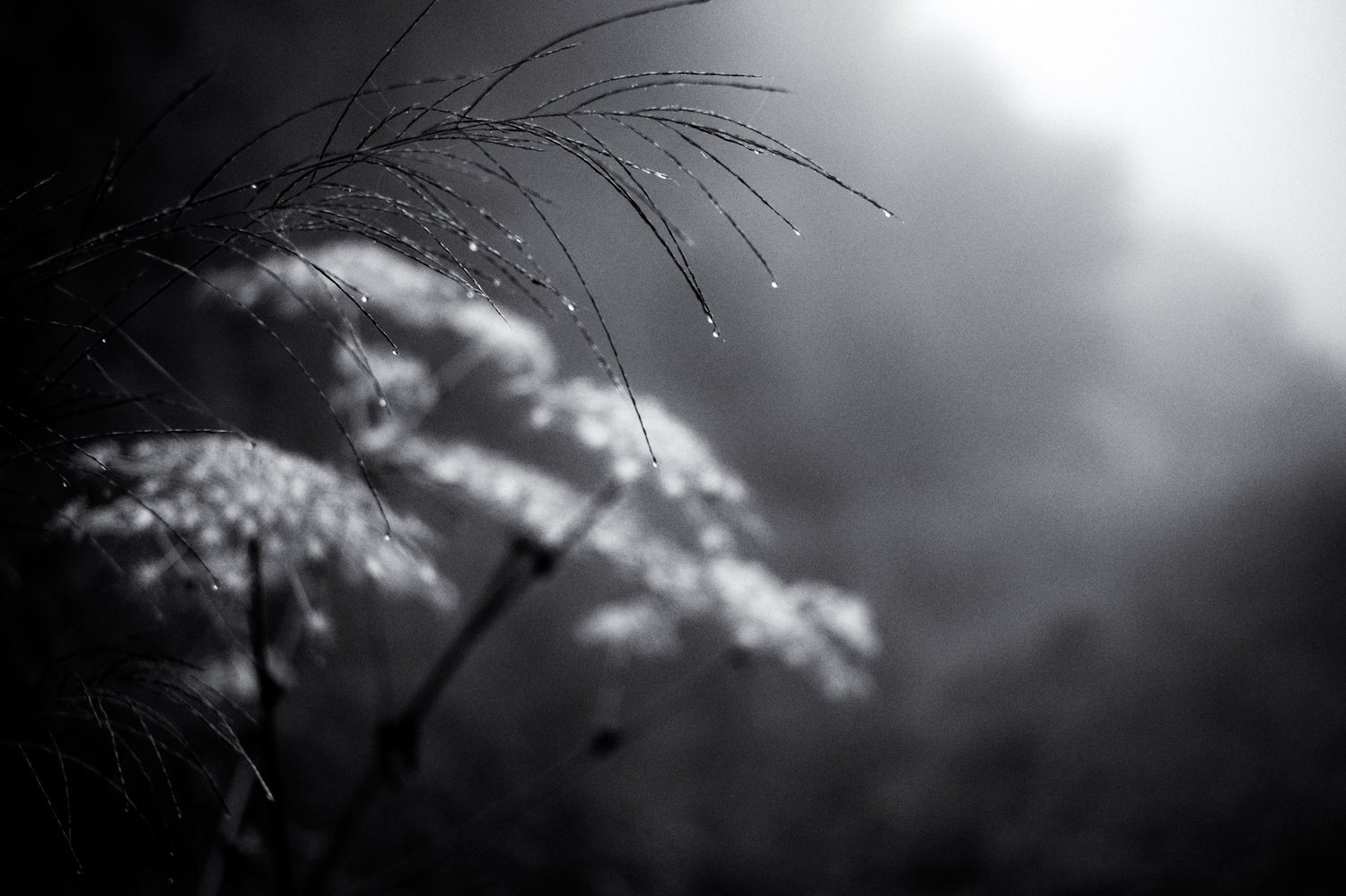 raindrops...
