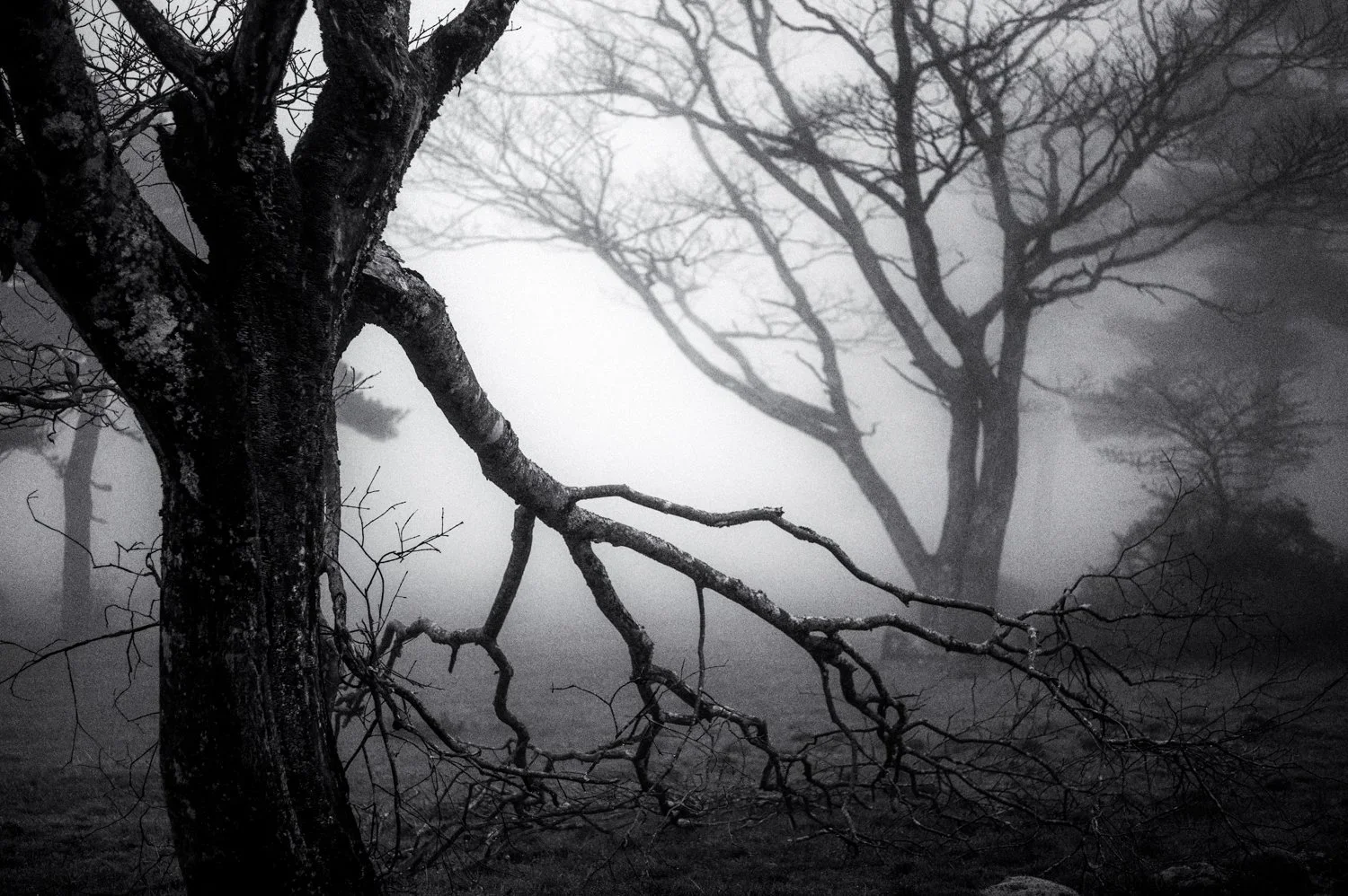 Yatsugatake: morning walk /7