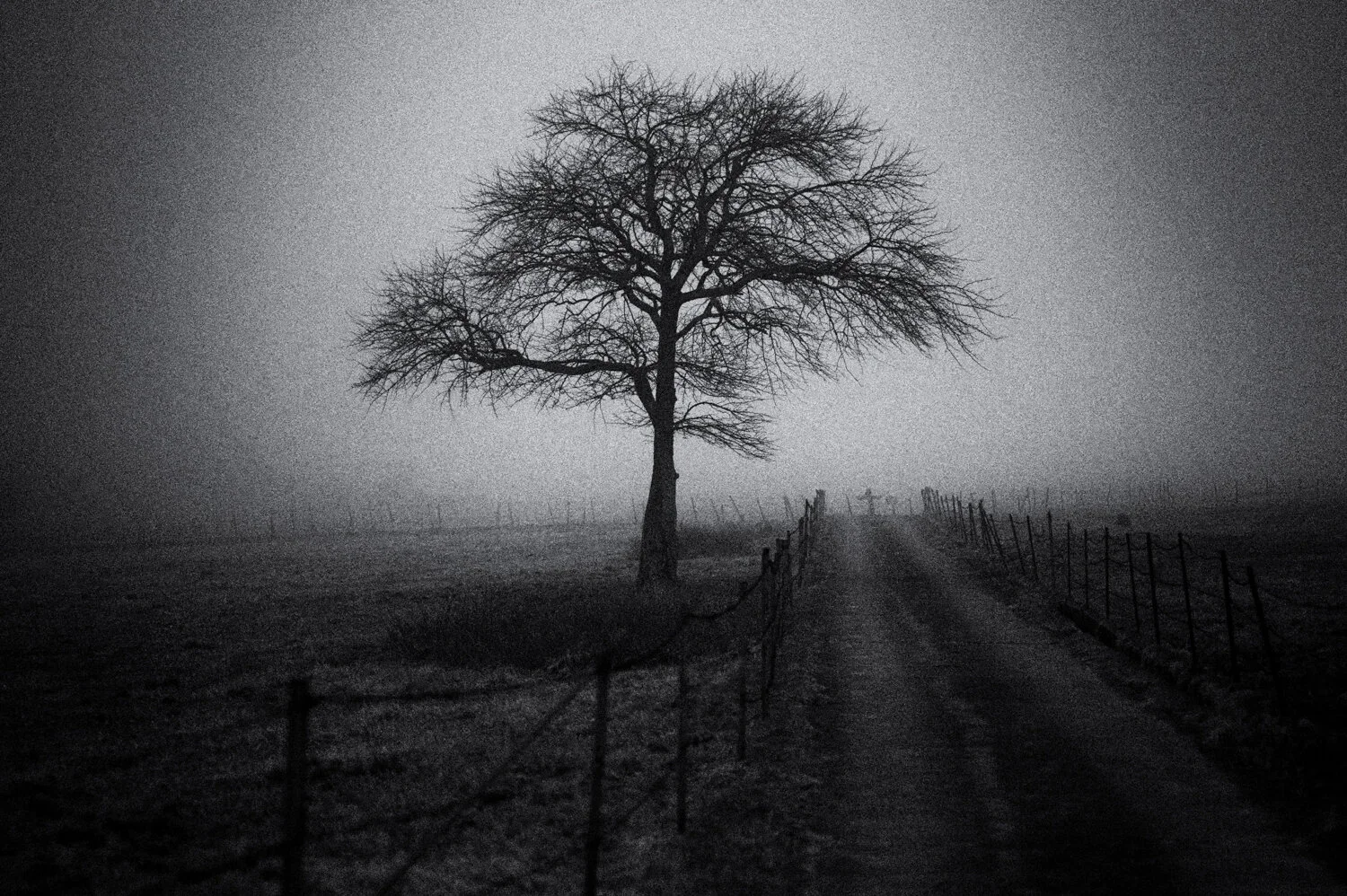 Yatsugatake: magic fog /2