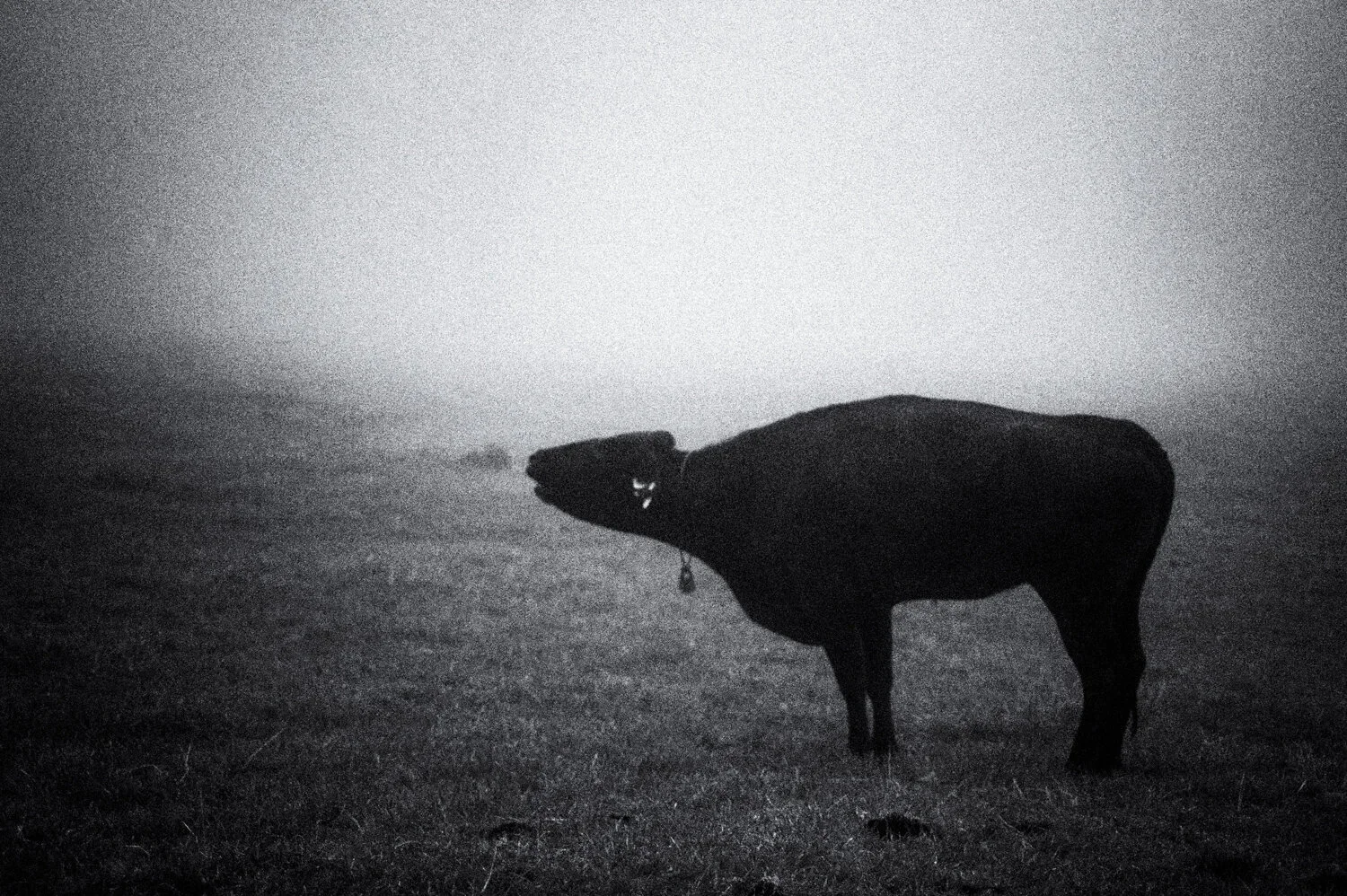 Yatsugatake: magic fog /25