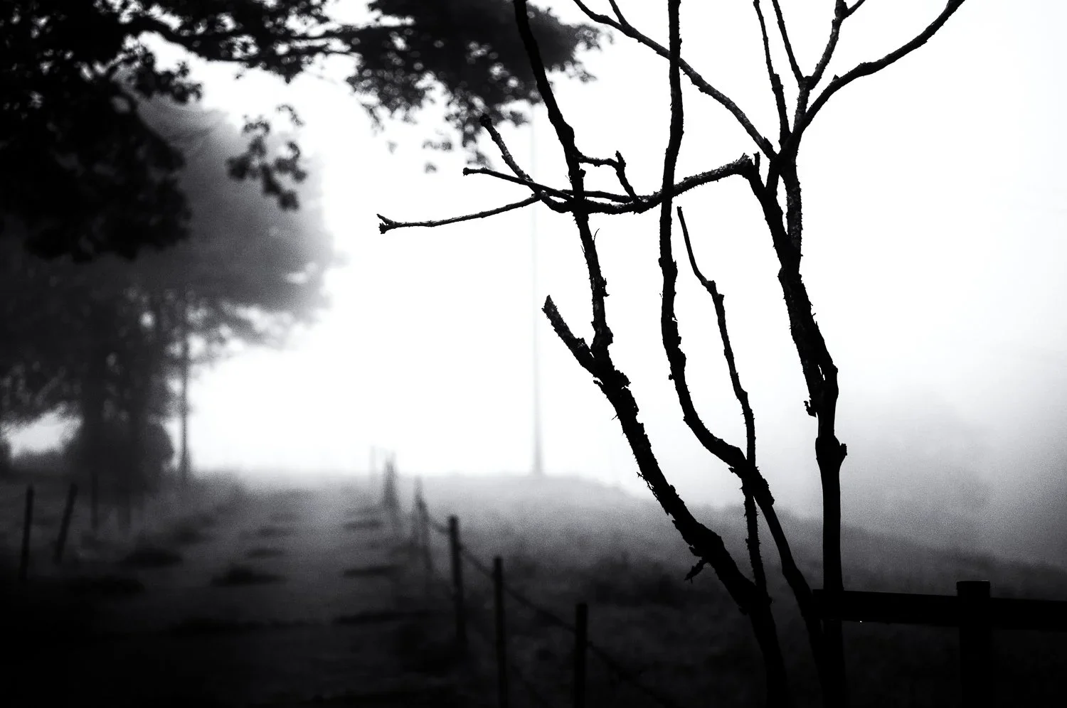walking in the fog