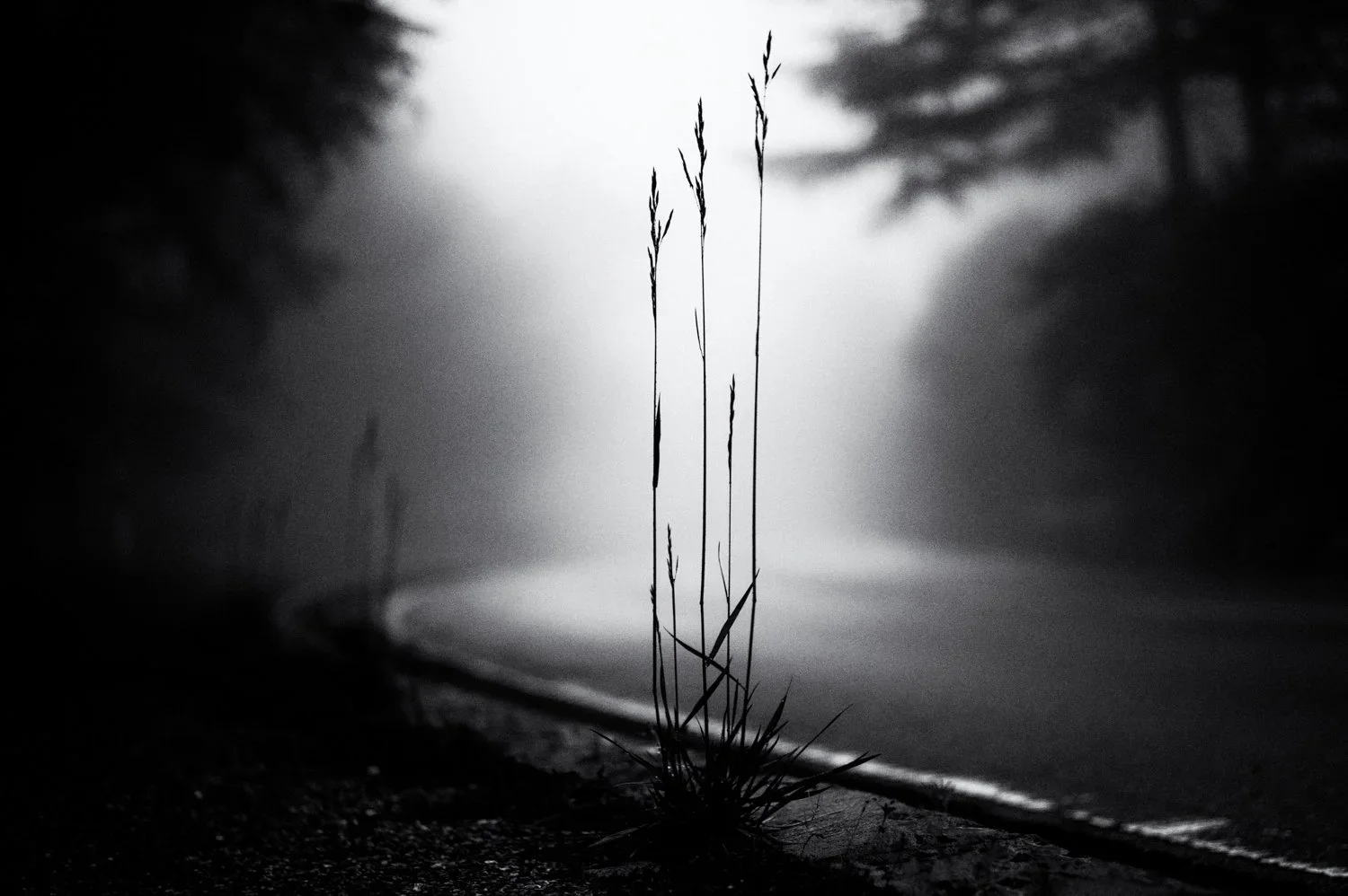 Yatsugatake: walk in the fog /7