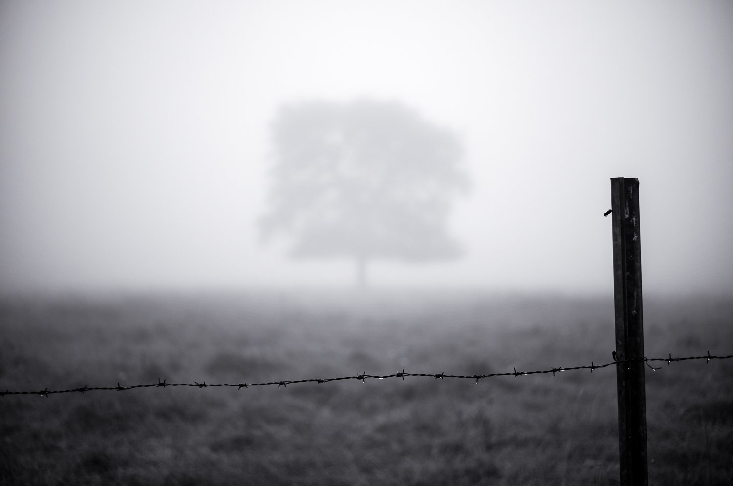 silent tree /3