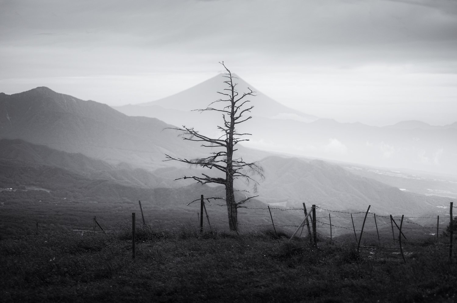 lone tree