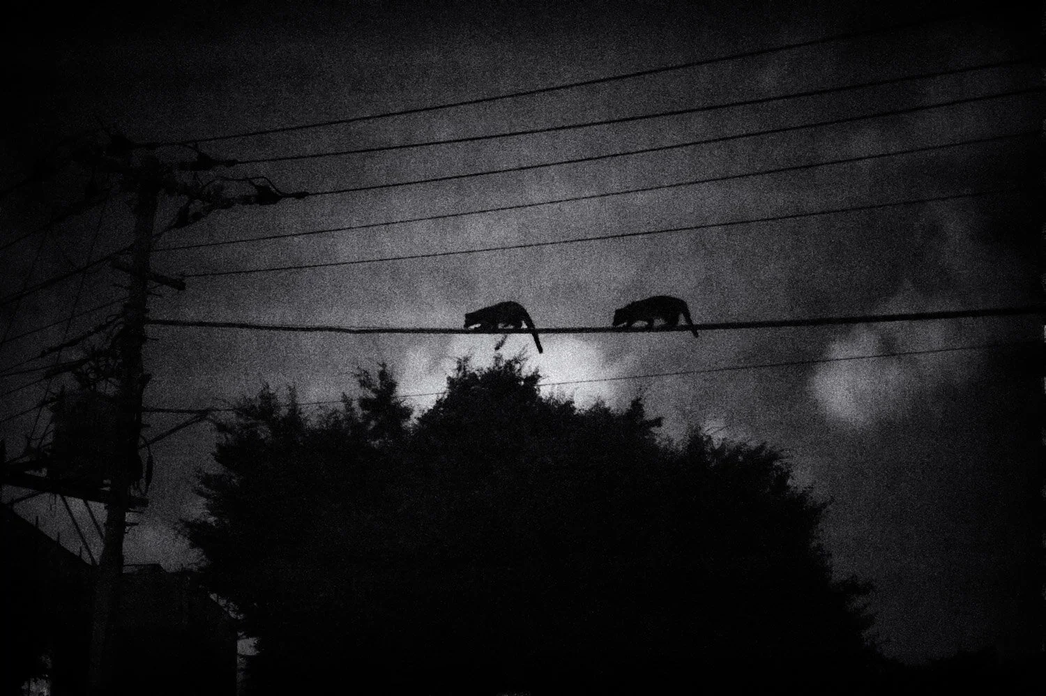 above the roofs of Tokyo